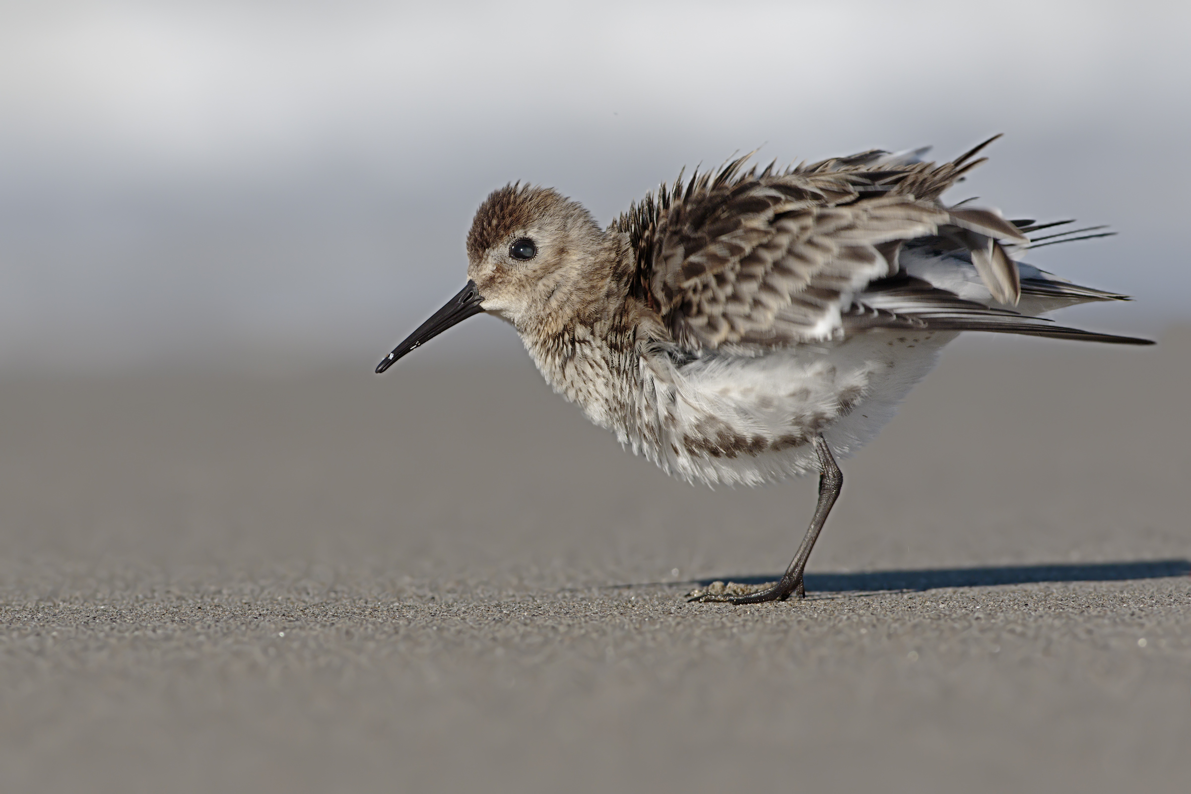 Piovanello Pancianera