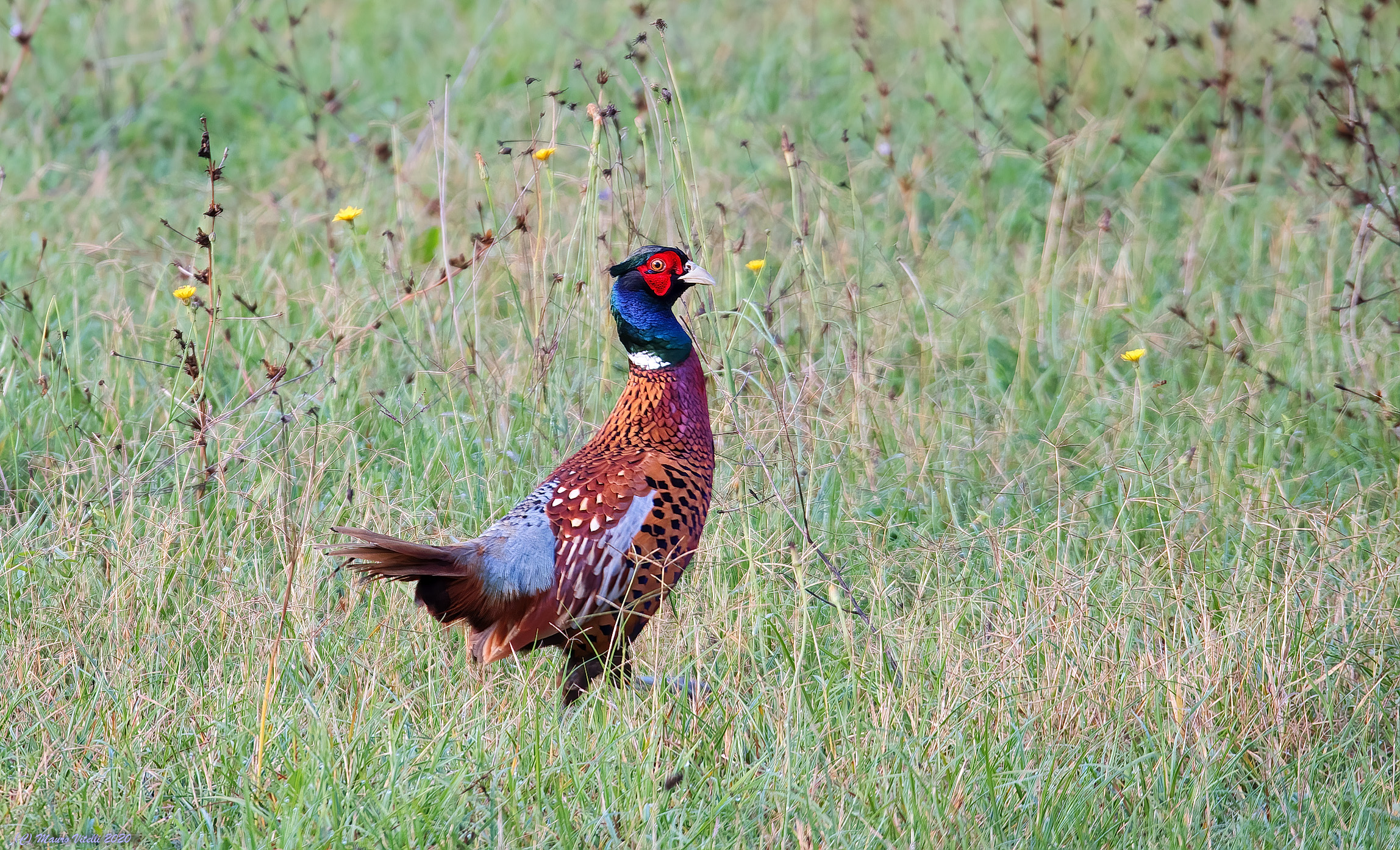 My first pheasant...
