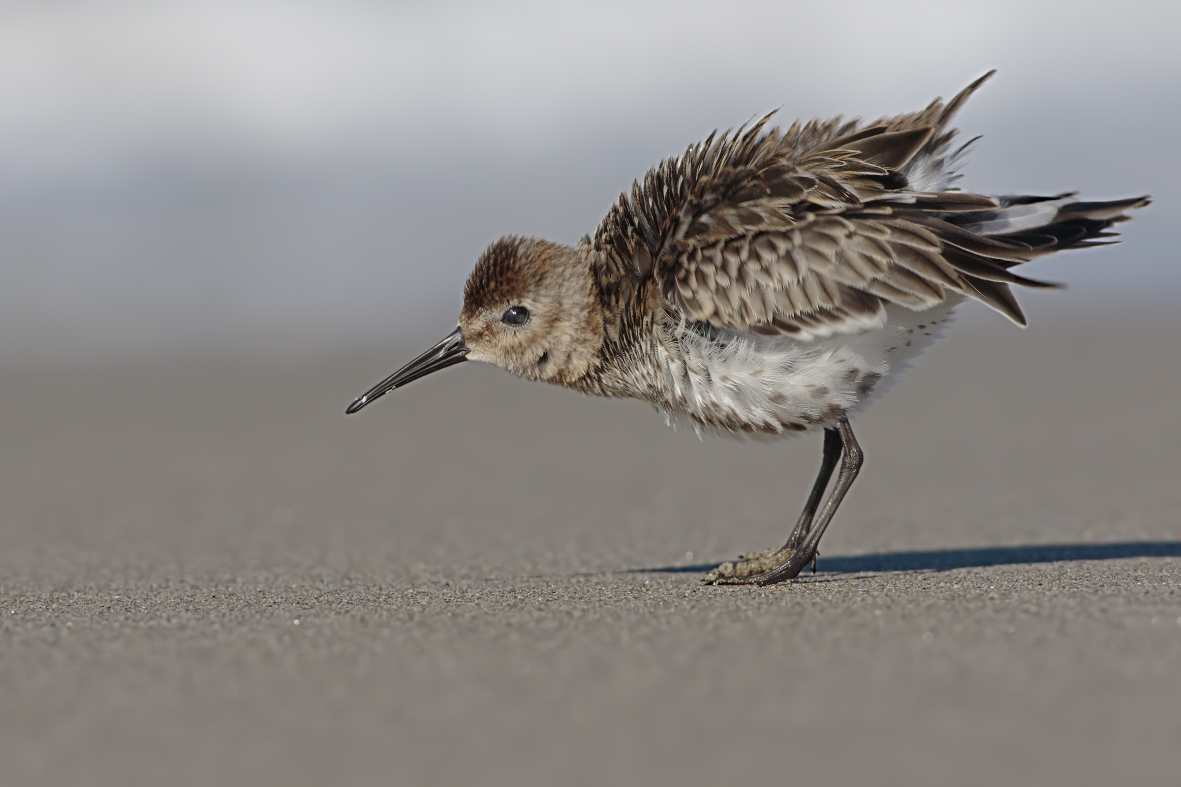 Piovanello Pancianera