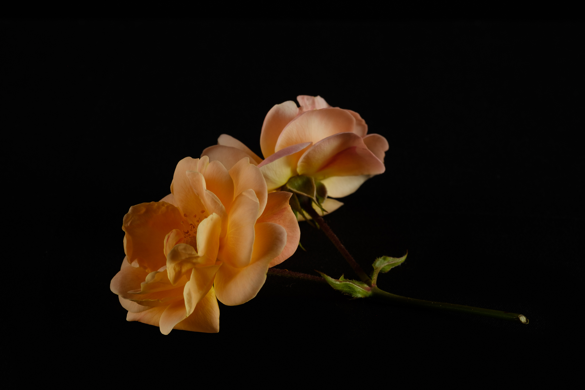 Roselline di cespuglio... per te_1