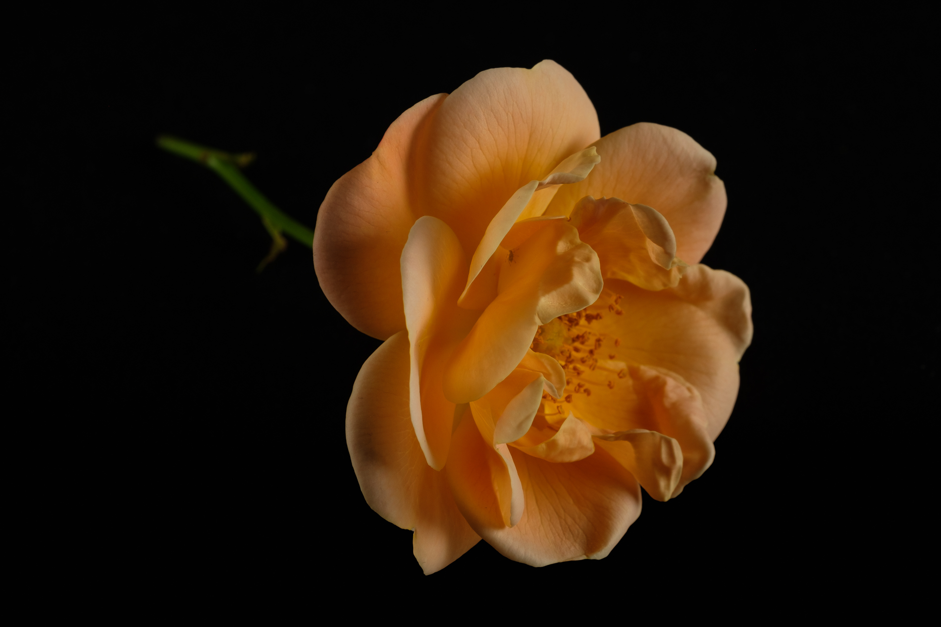 Roselline di cespuglio... per te_2