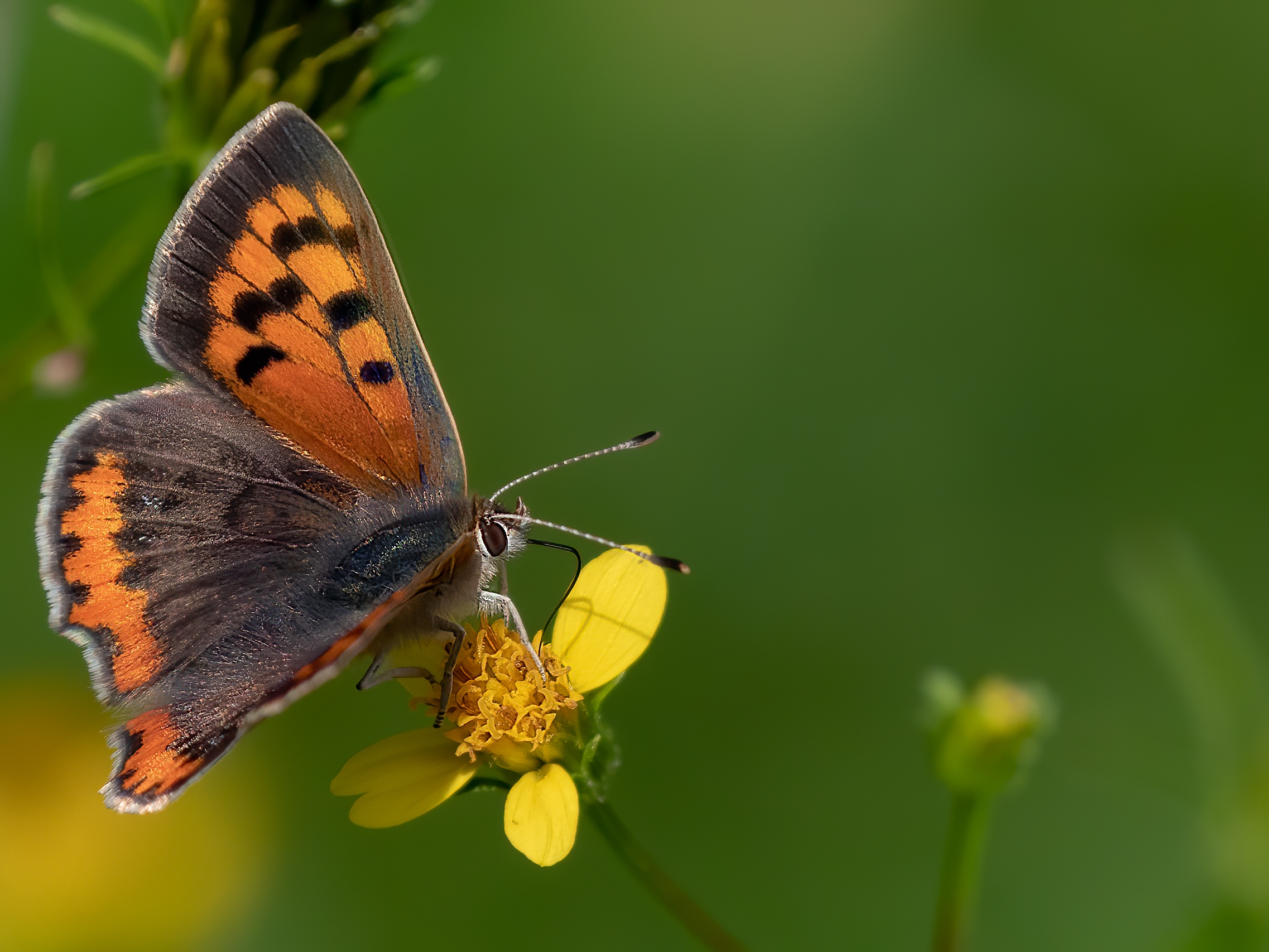 Lycaena dispar