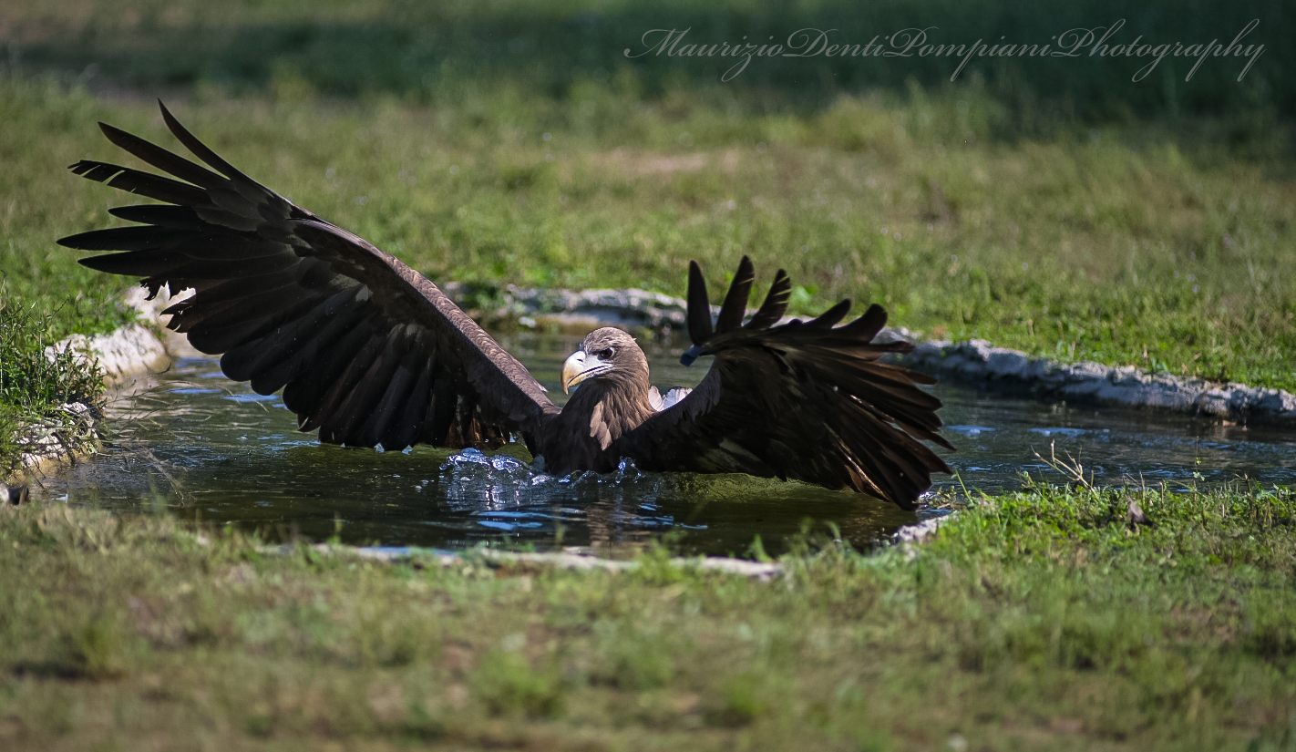 Fishing Eagle, New1001