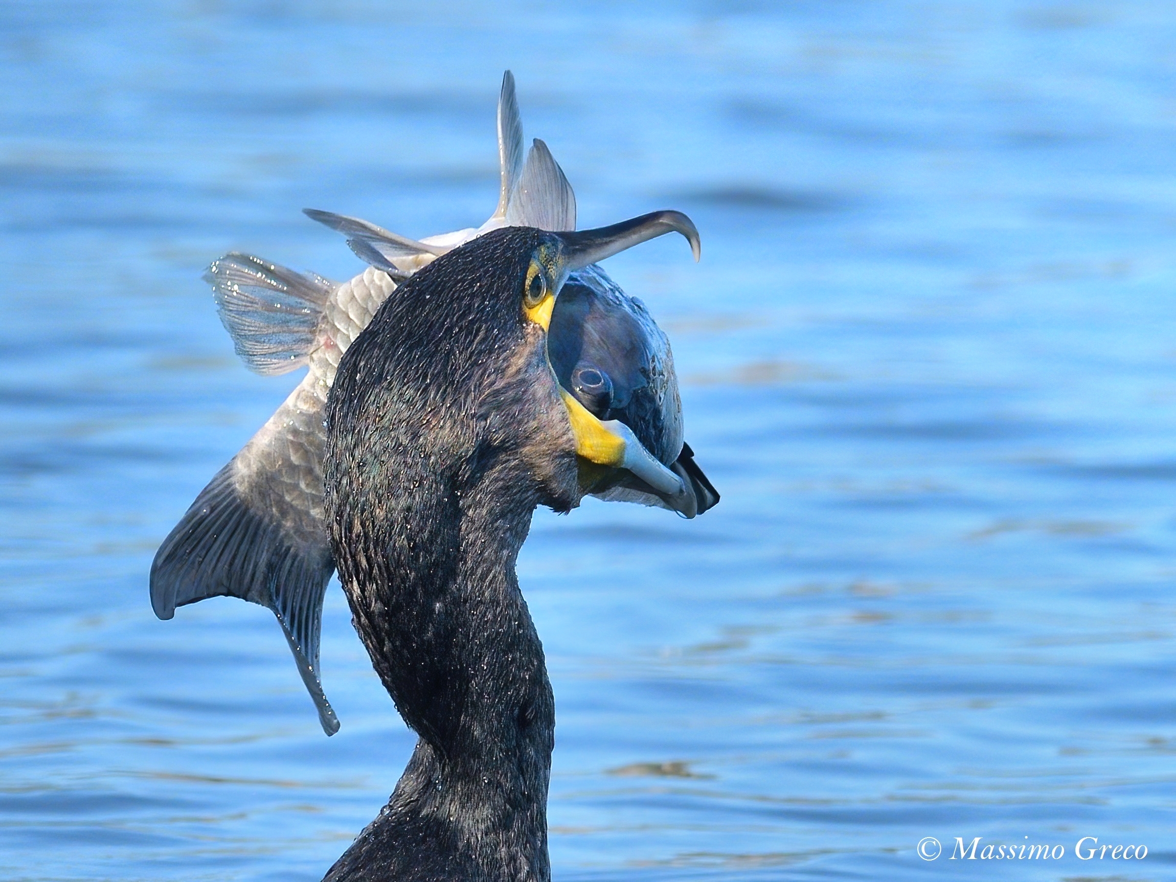 Cormorano alle prese con un bel boccone