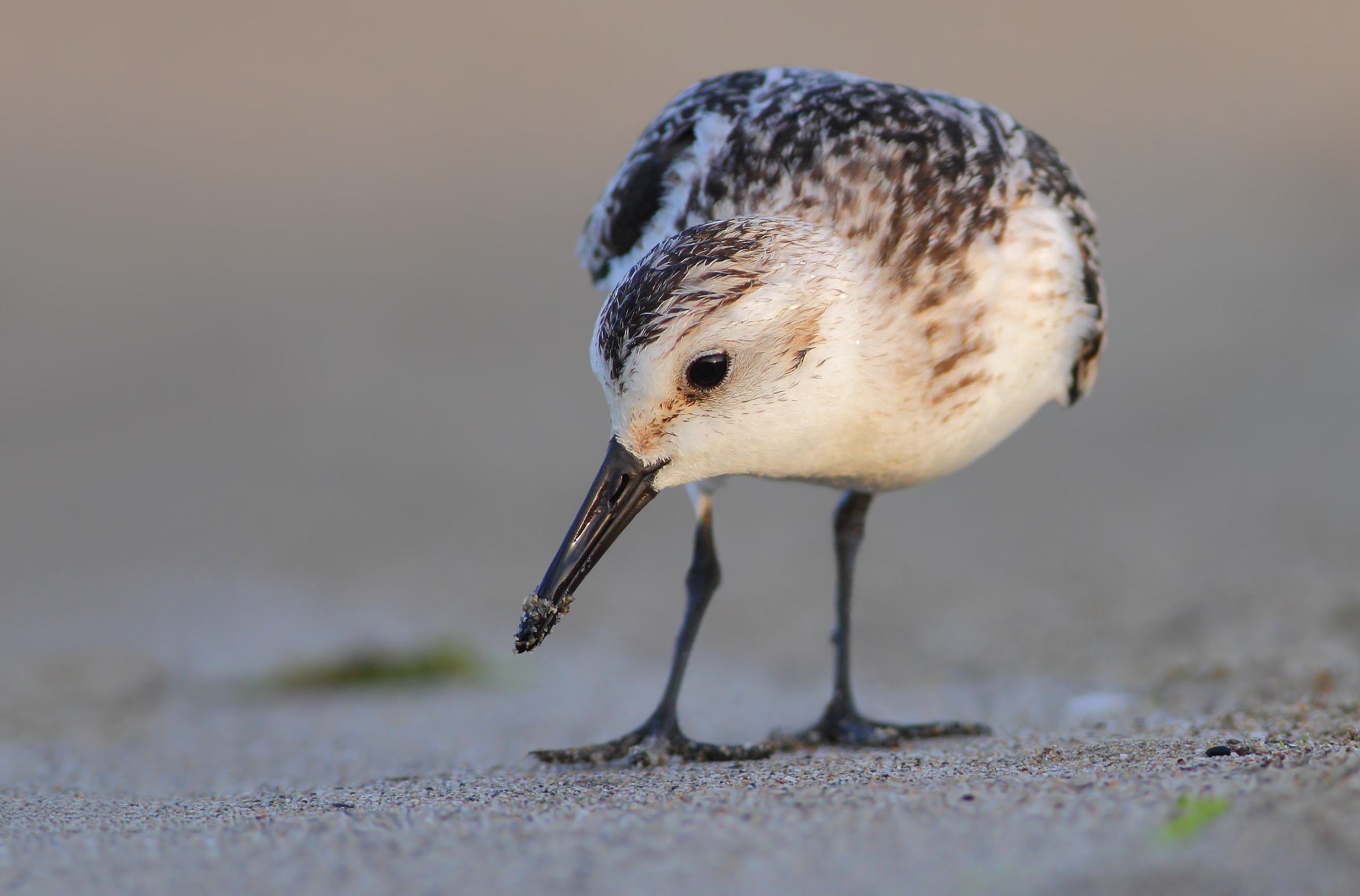 Piovanello tridattilo