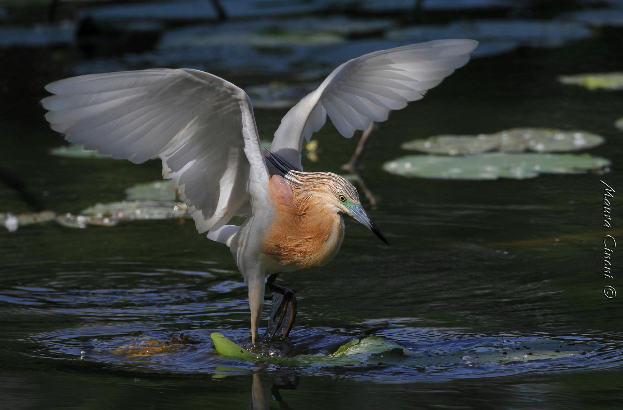Sgarza Ciuffetto: L'uscita dall'ombra