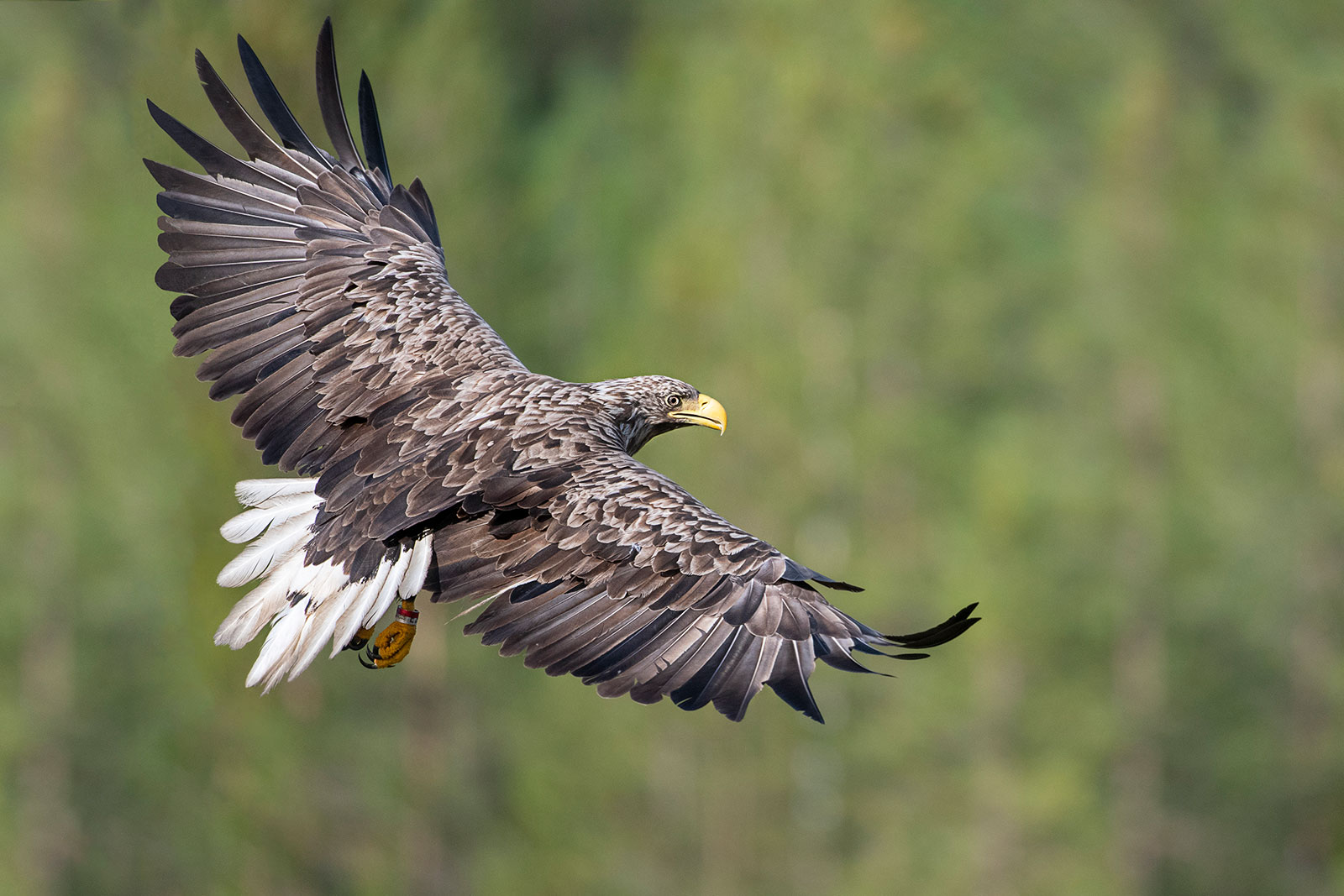 Aquila di mare dalla coda bianca in volo
