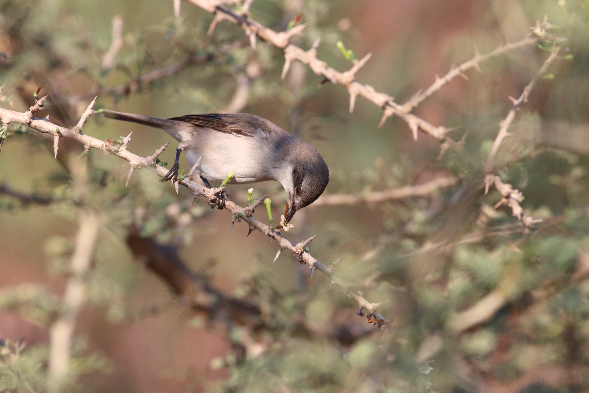Phylloscopus trochilus alimentazione