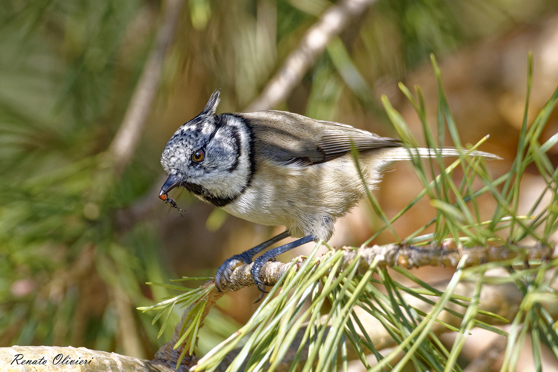 Cincia dal ciuffo con preda