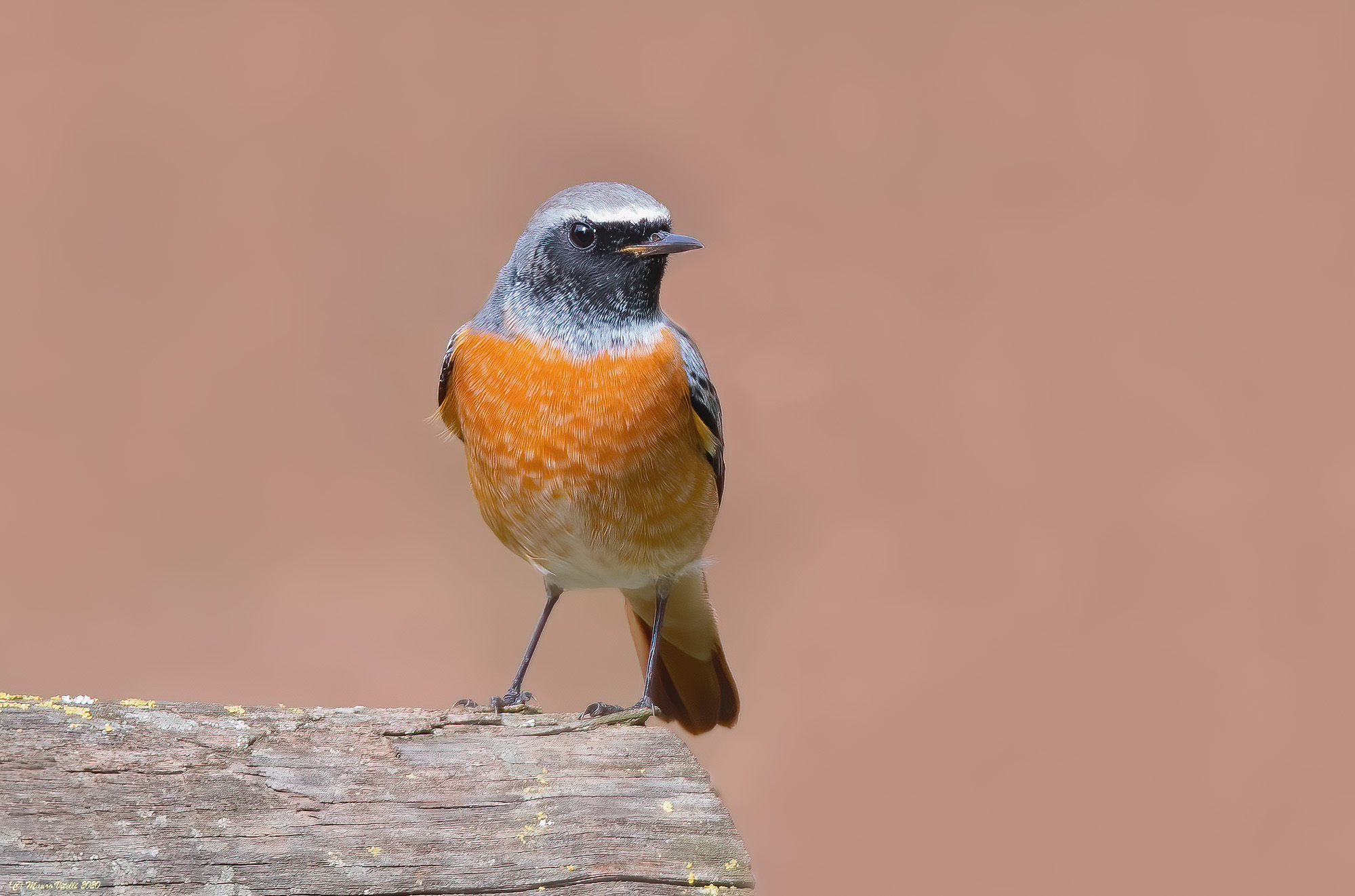 Common Codirosso (Phoenicurus phoenicurus)