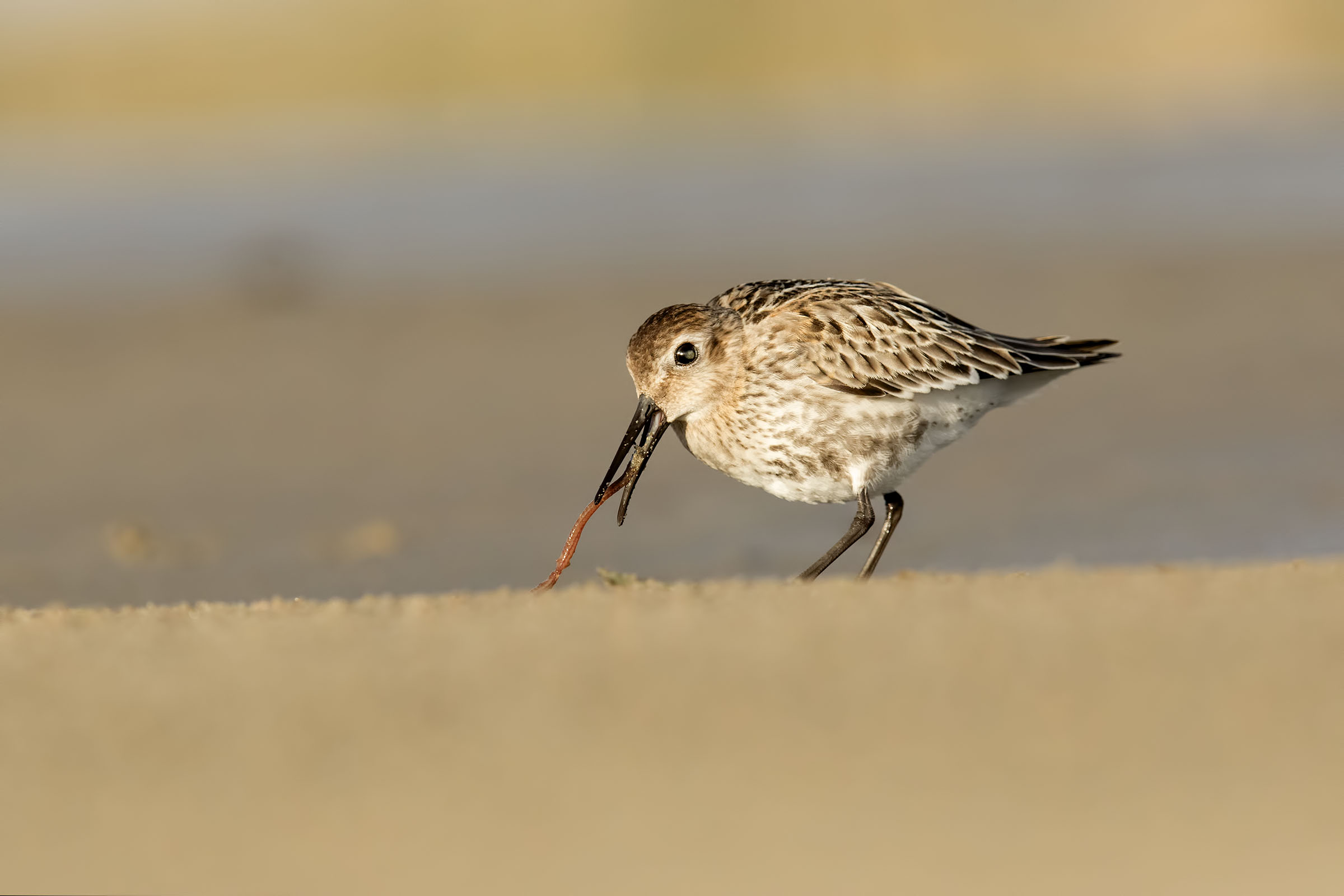 rainy belly black hunting