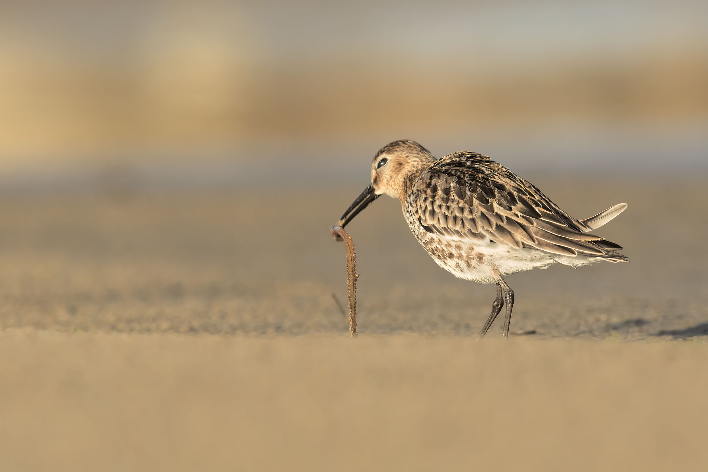 rainy bellies hunting