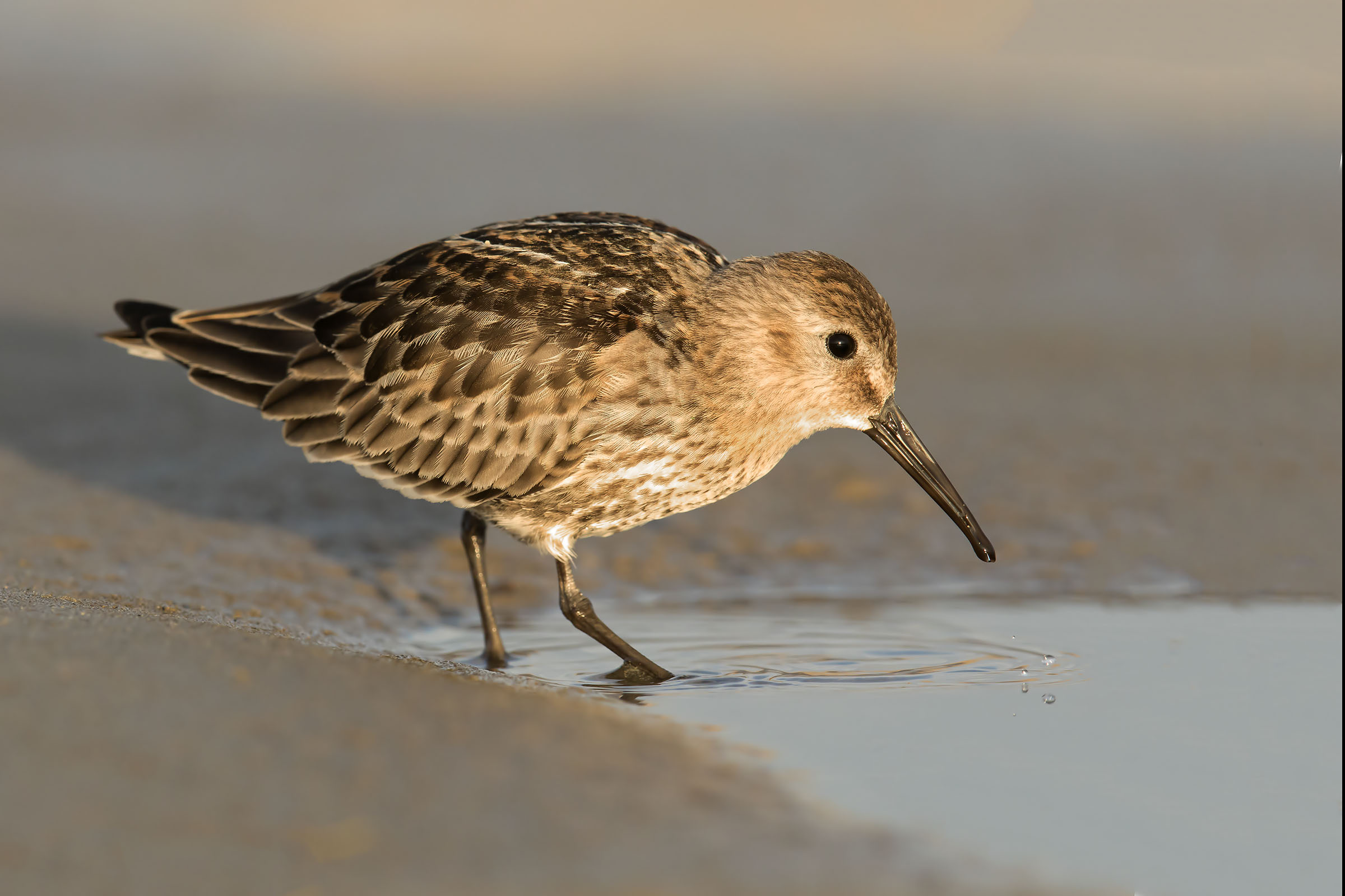 black-bellied raincover