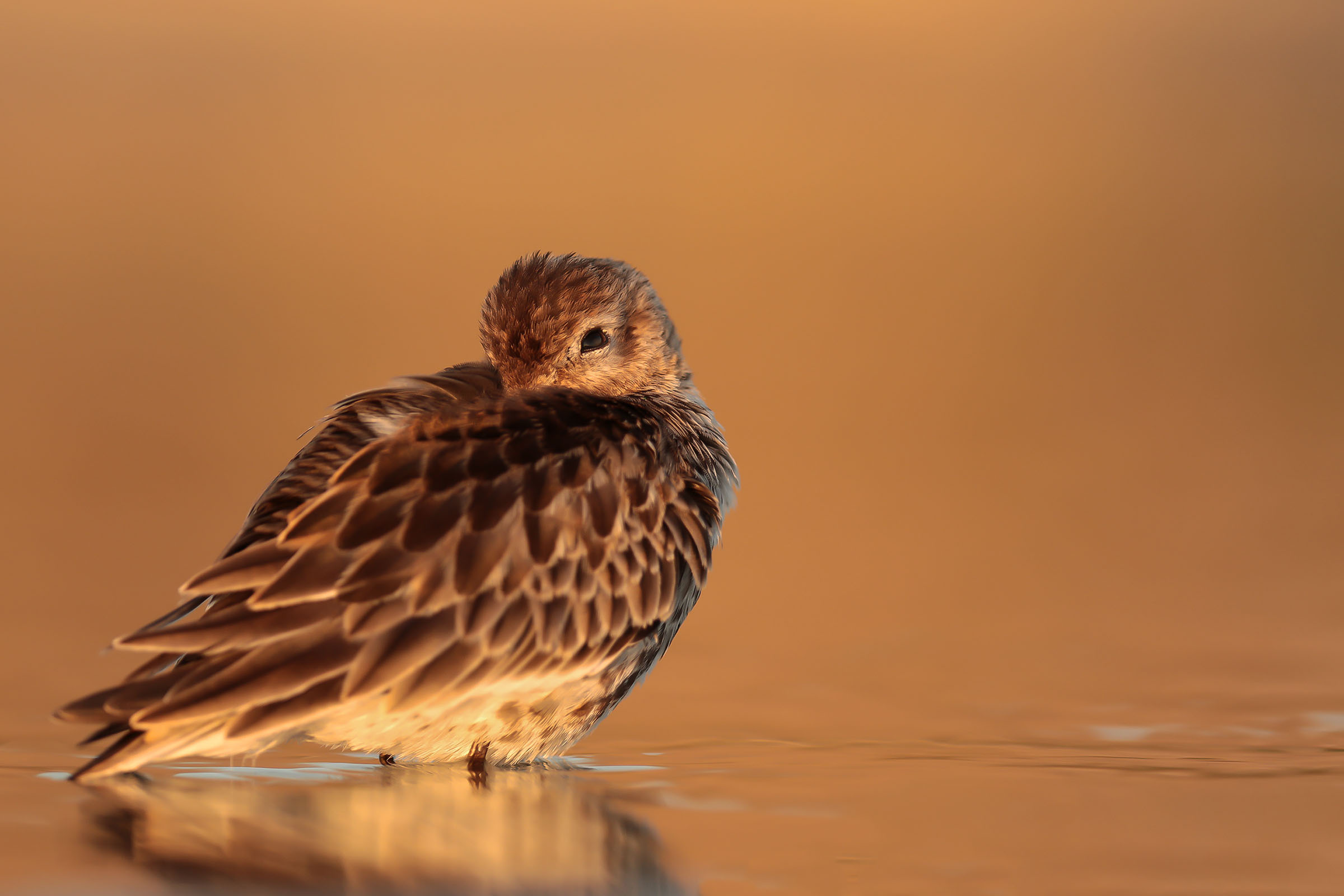 The warm sunset light