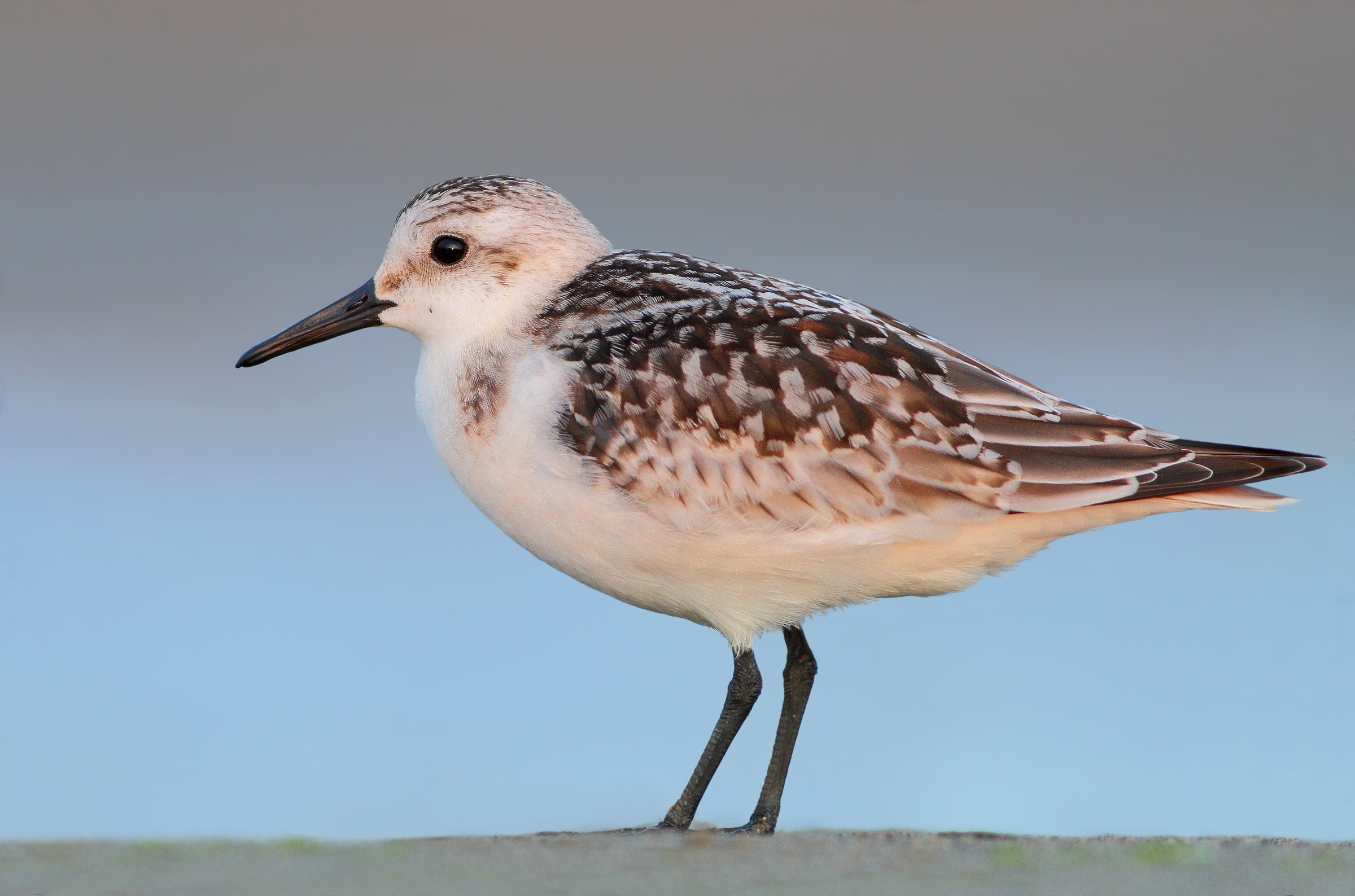 Piovanello tridattilo