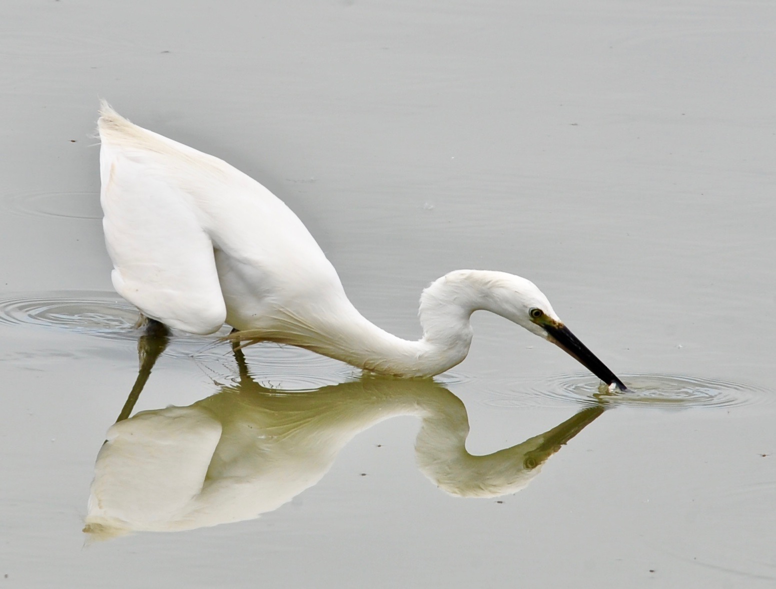 Airone bianco a pesca