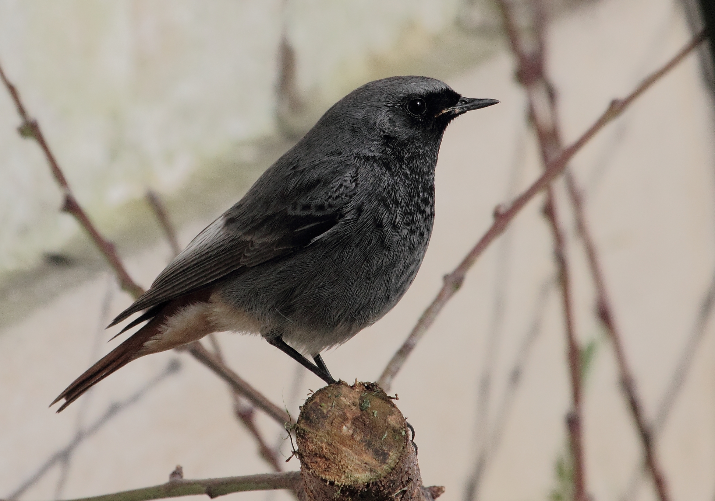 Phoenicurus ochruros