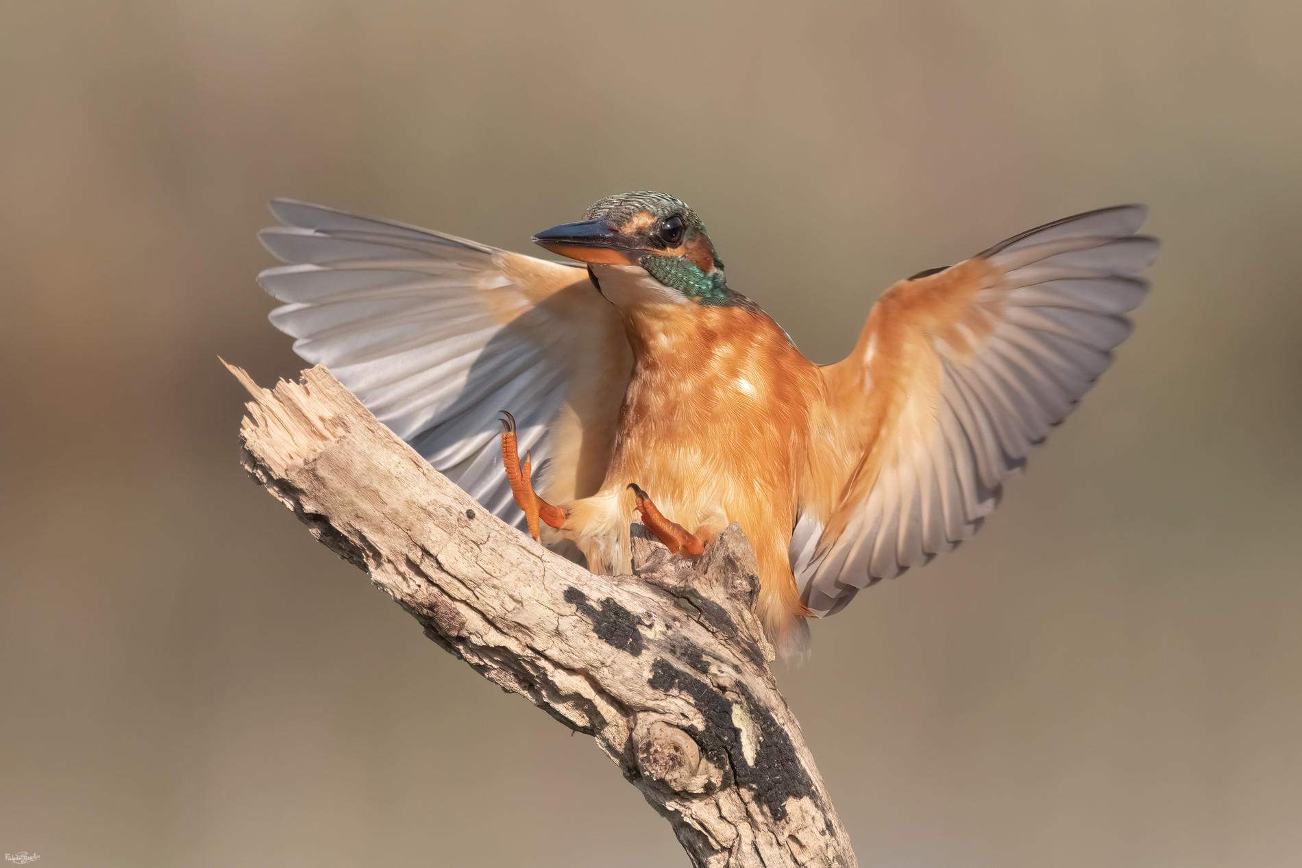 Kingfisher