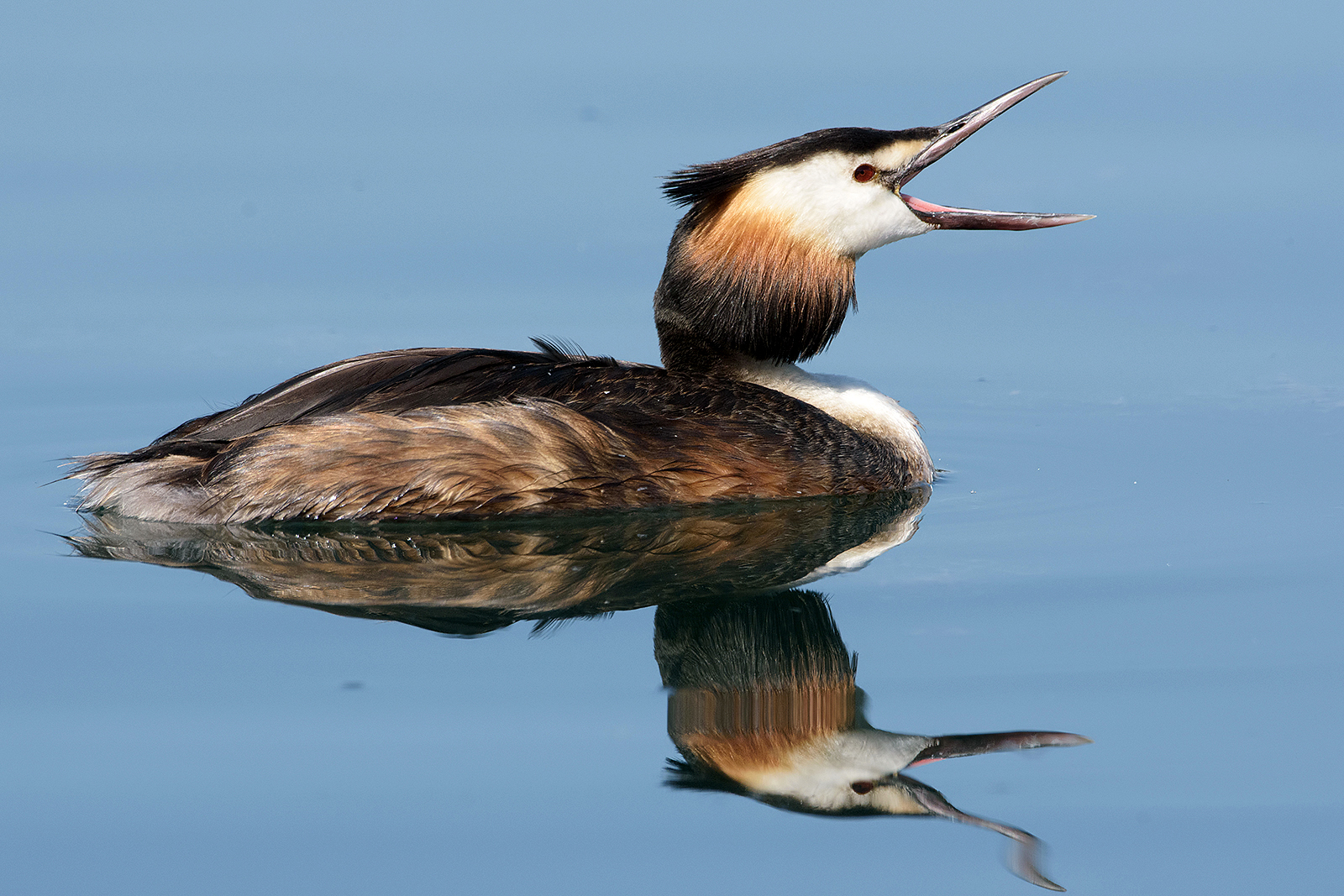 "L'urlo dello svasso"