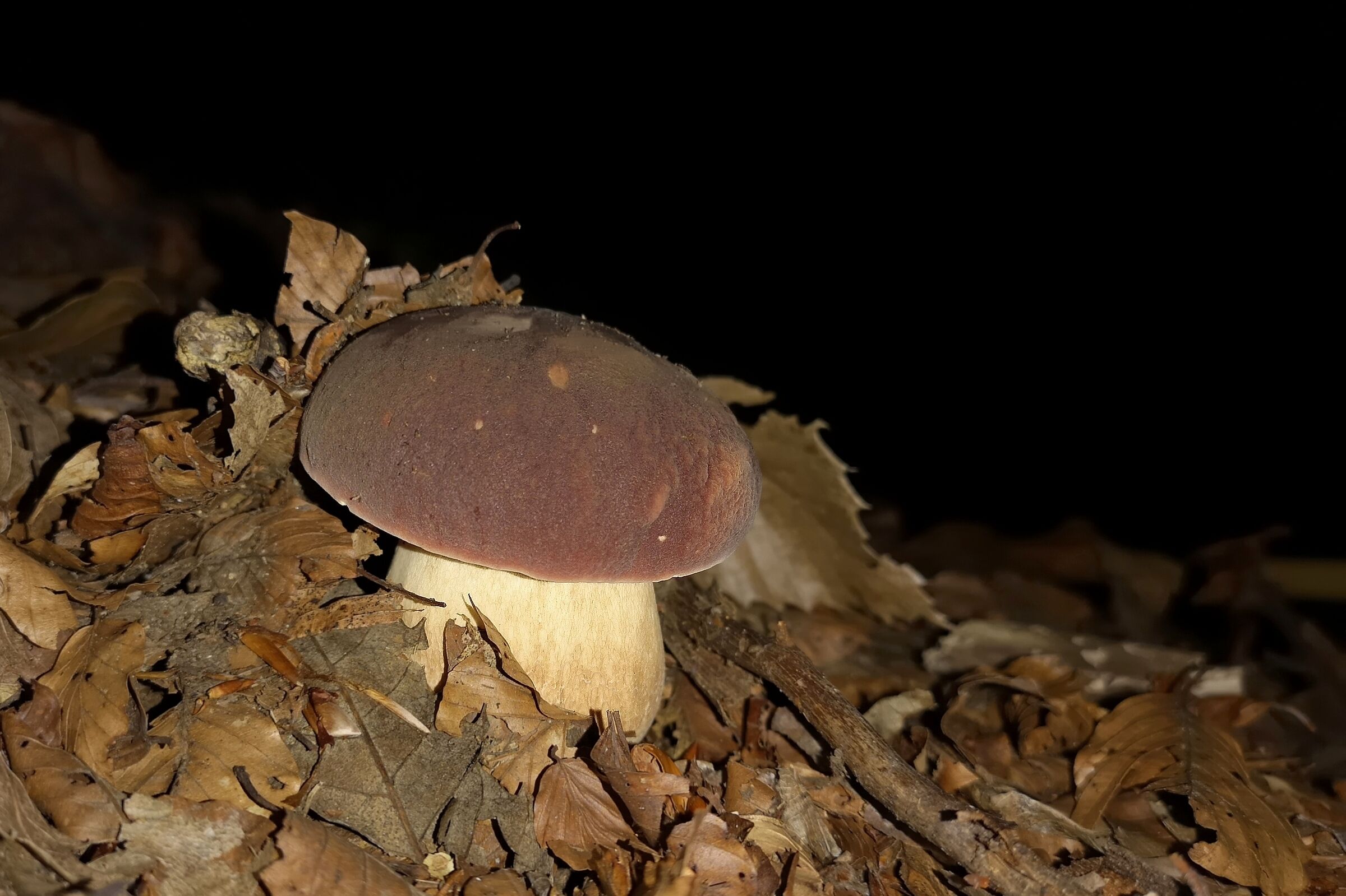 Porcino sotto i castagni.