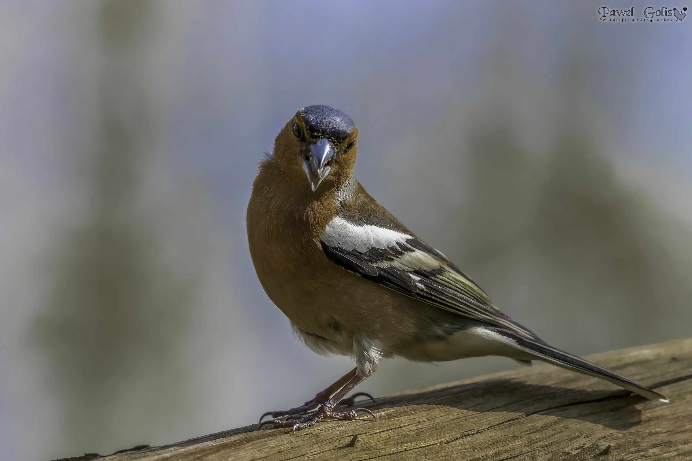 Chaffinch comune (Fringilla coelebs)