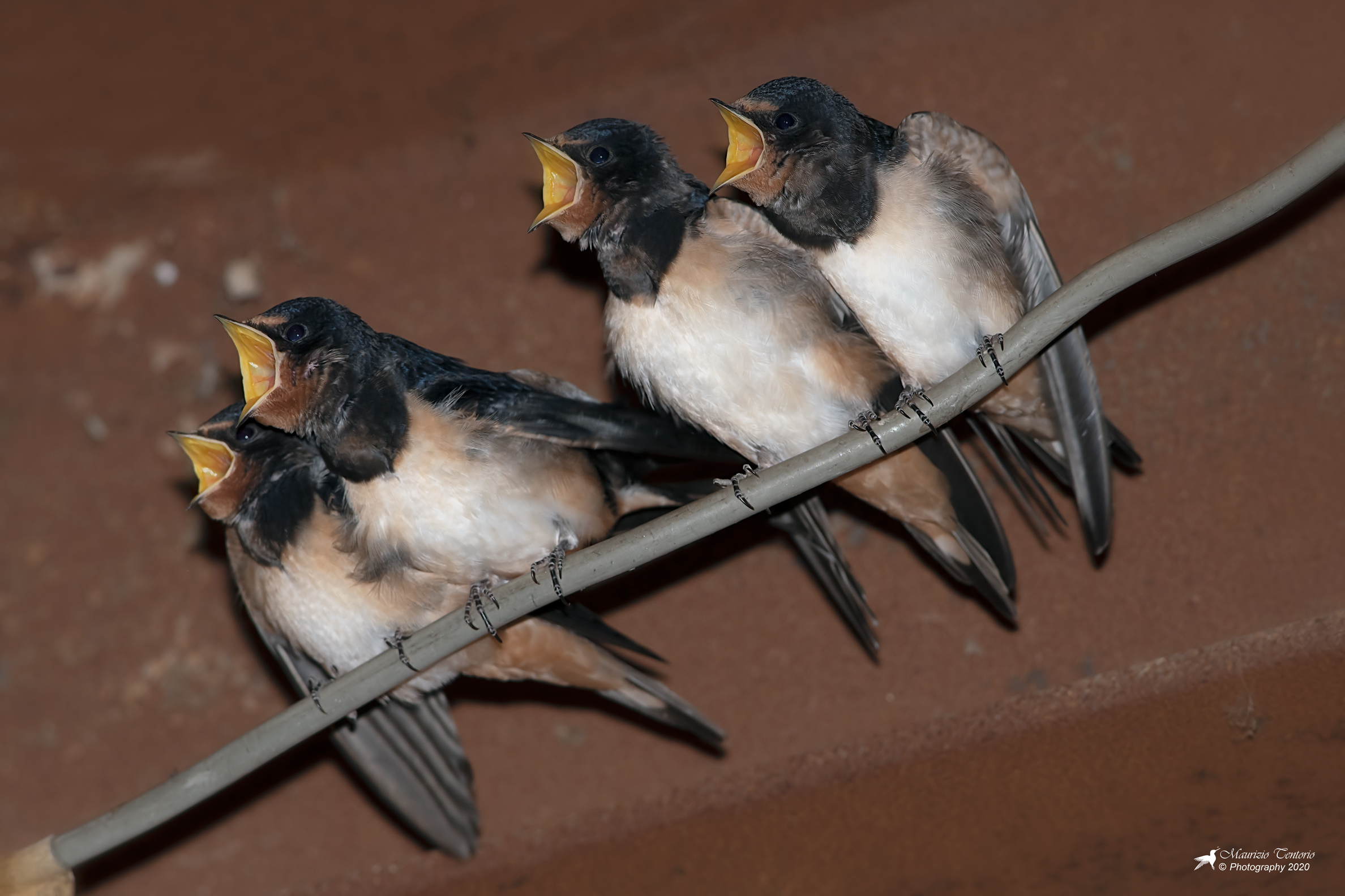 Swallows
