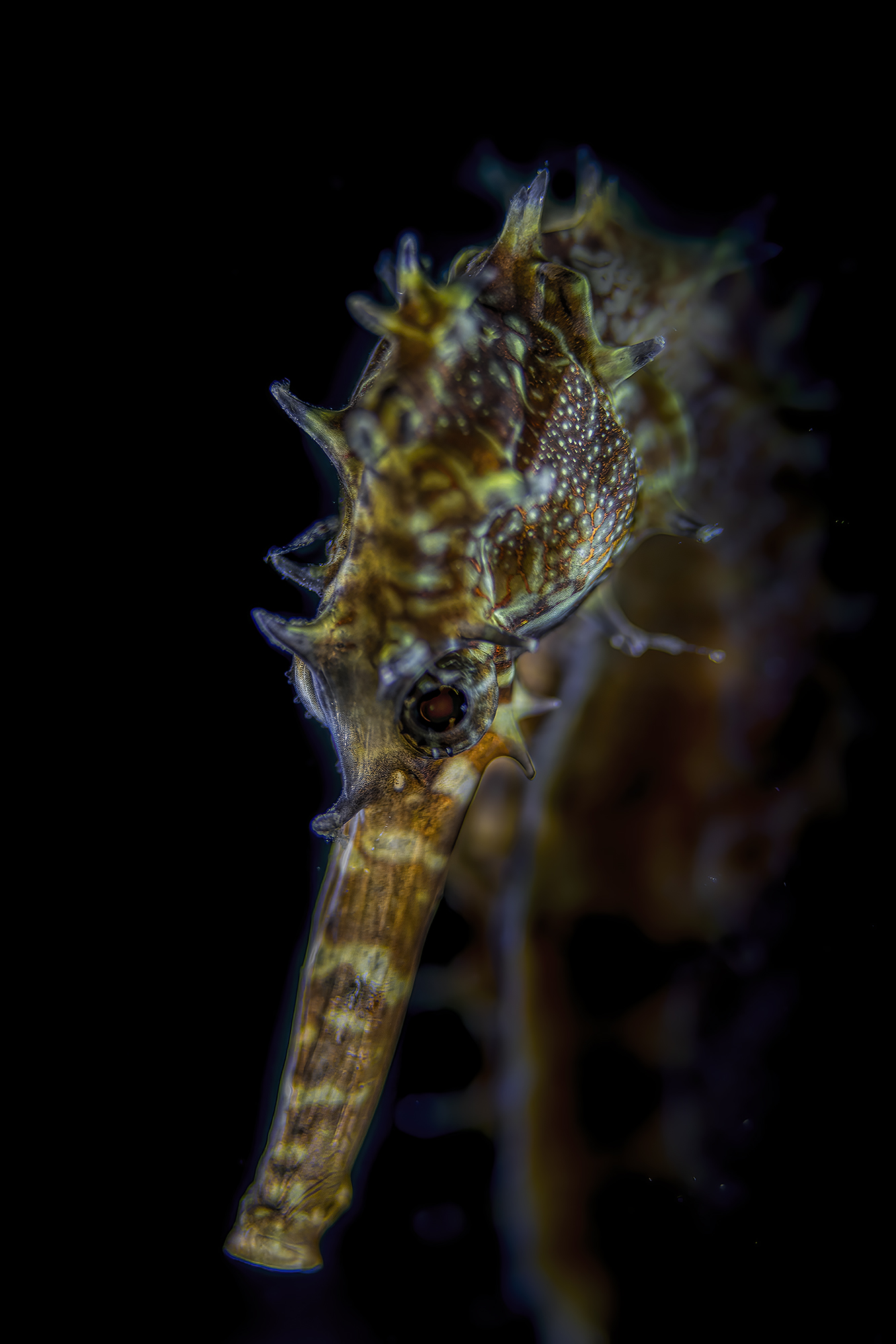 hippocampus hystrix , cavalluccio marino istrice