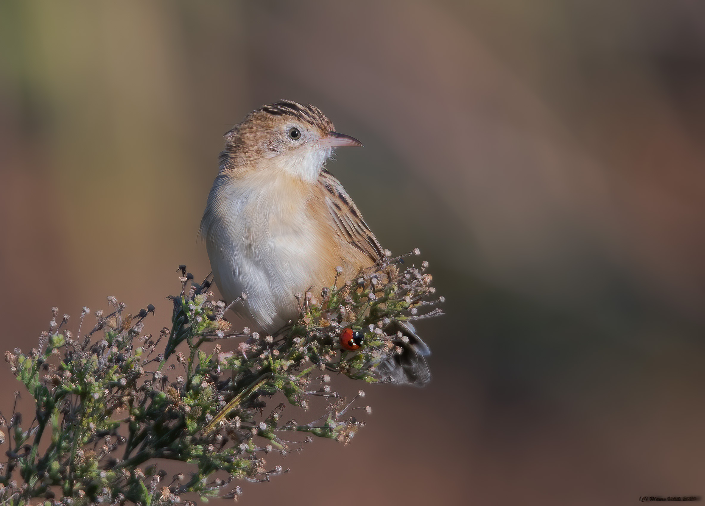 Beccamoschino and Ladybug