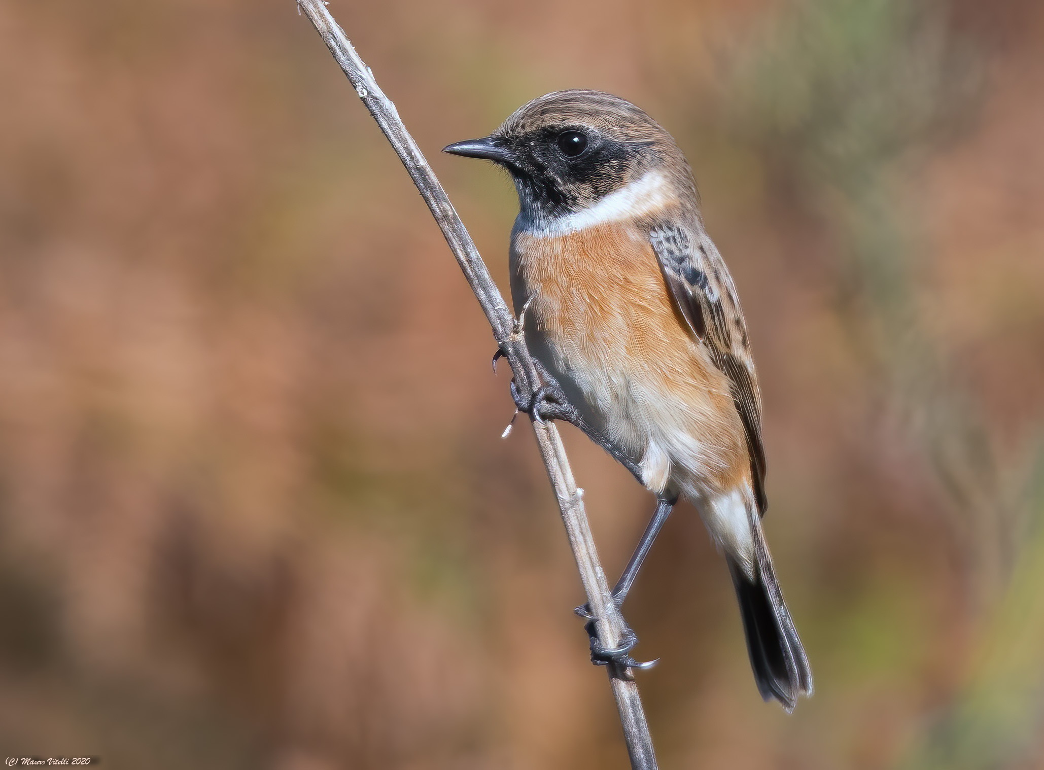 Jumpimpalo (Saxicola torquatus)