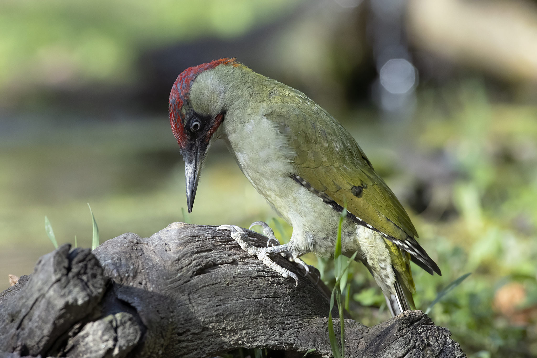 a testa in giù, picchio verde