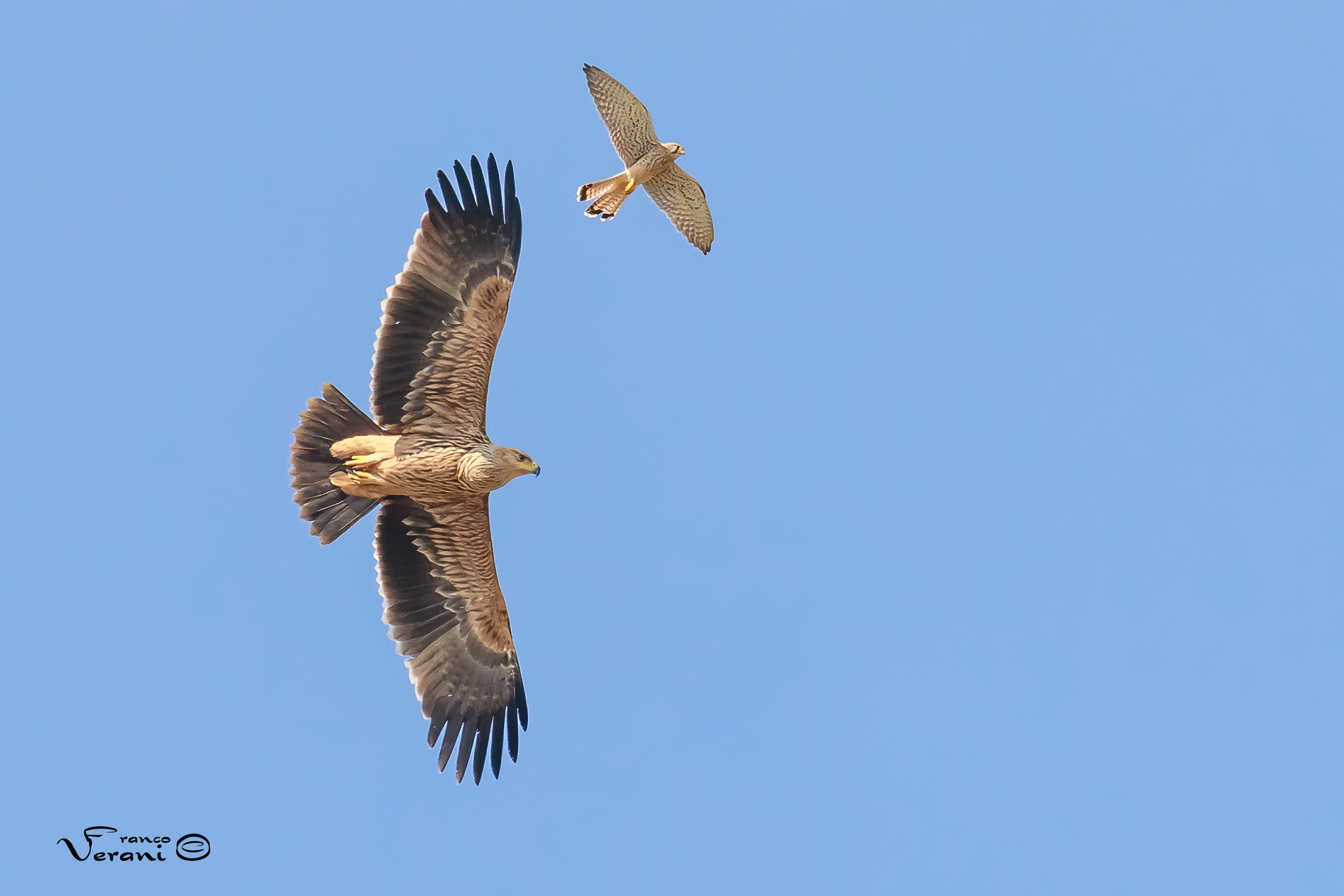 Aquila Imperiale  - Specie - Aquila heliaca