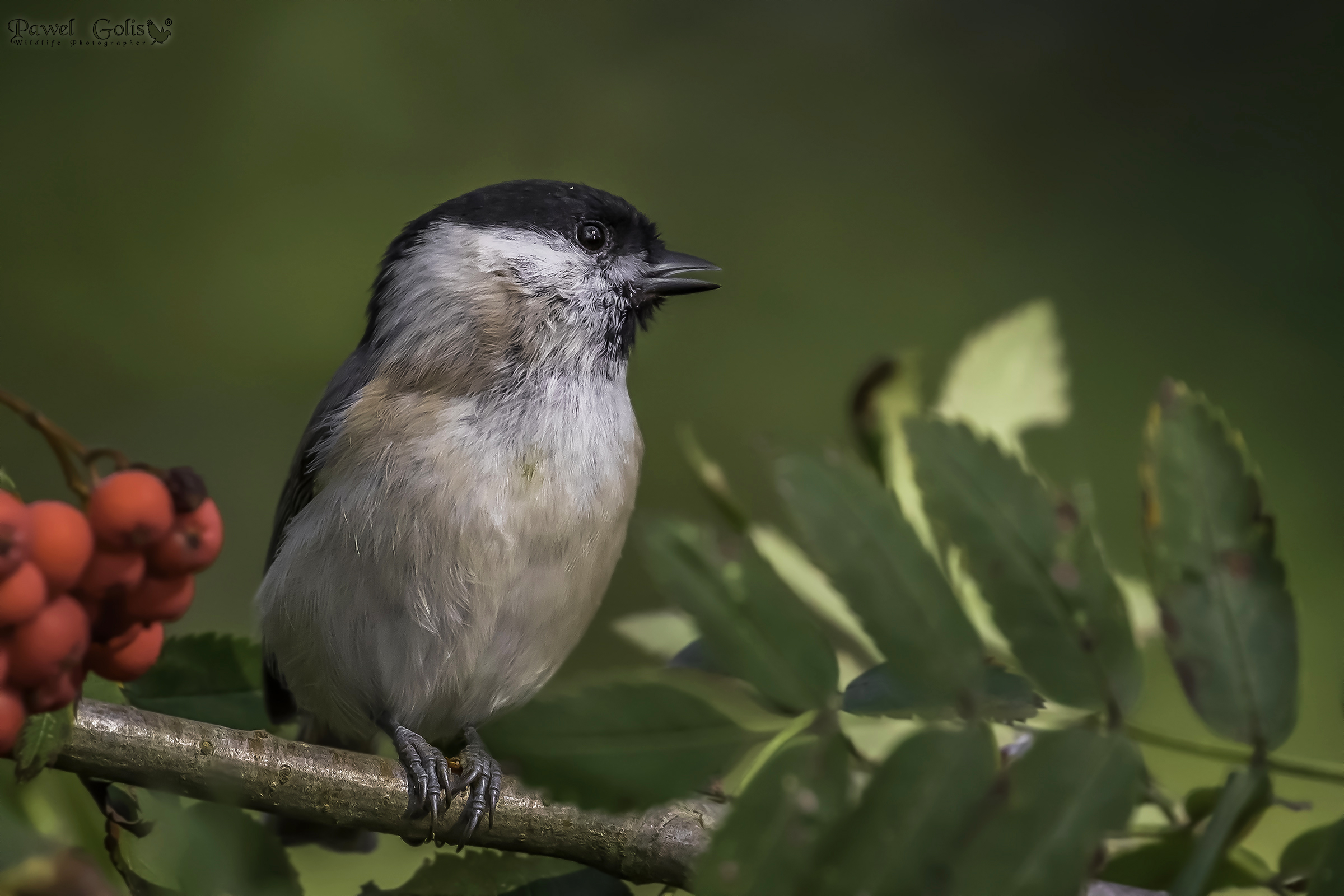 Willow tit (Parus montanus)