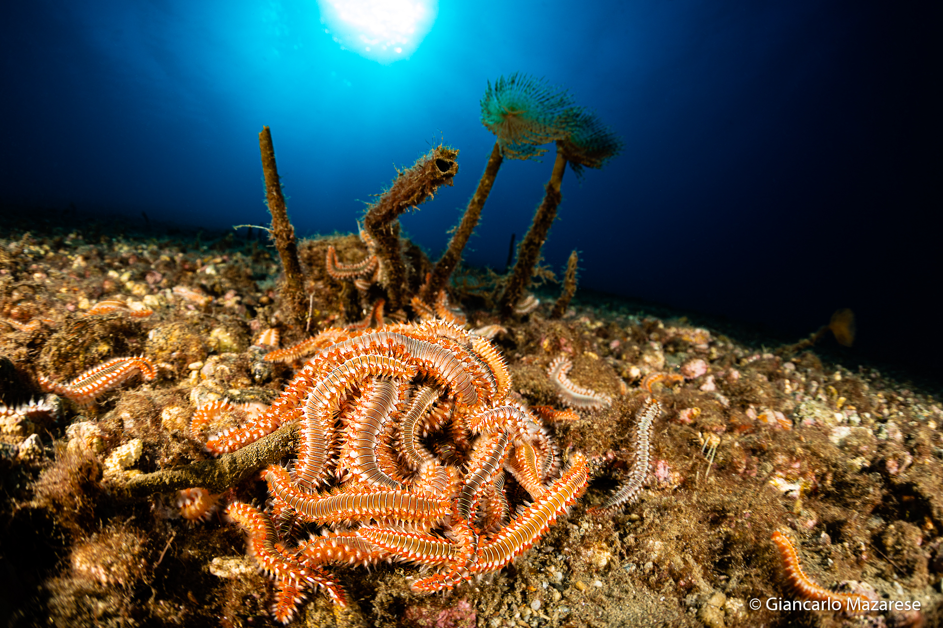 Ammucchiata di Vermocane