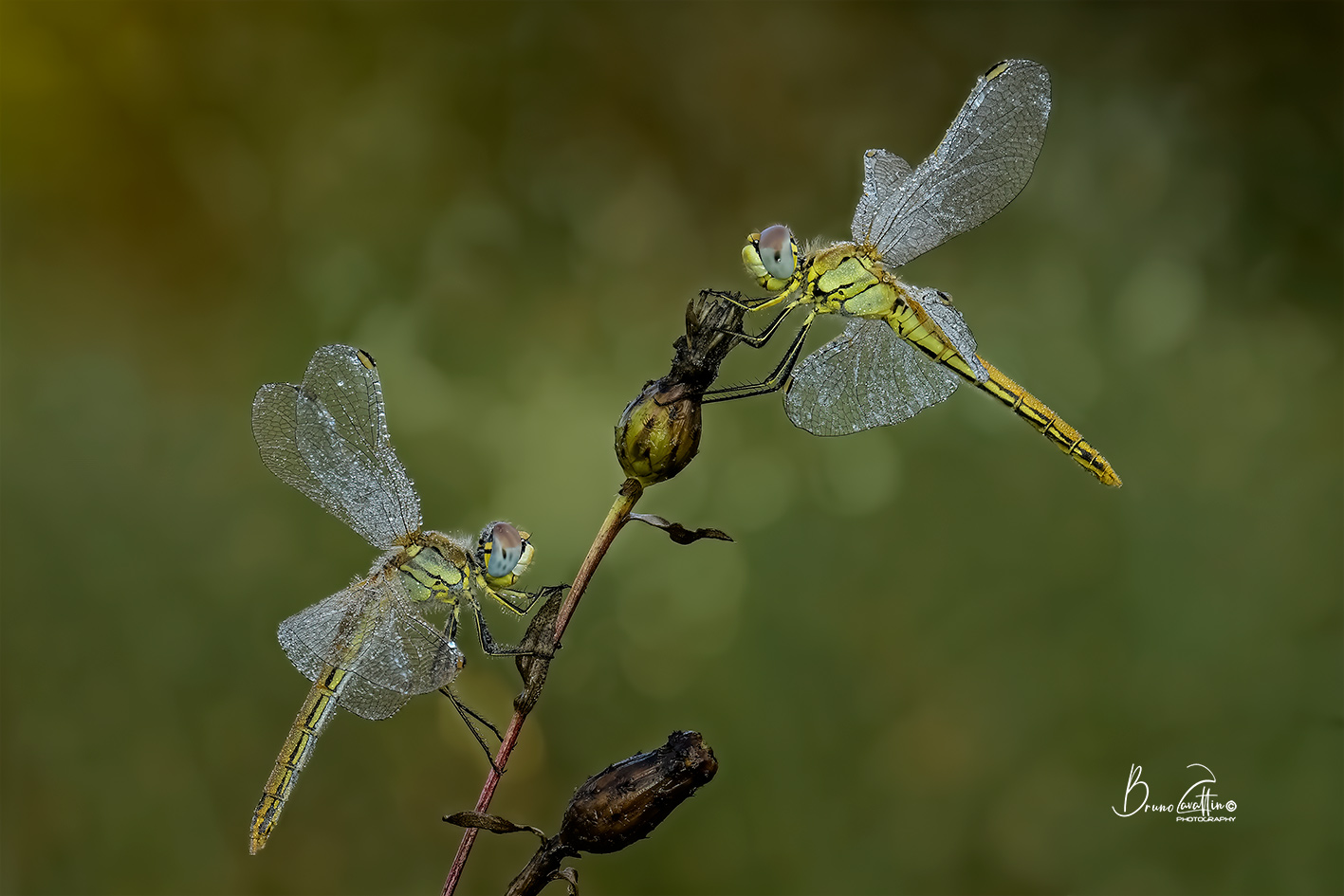 Sympetrum-Fonscolombii