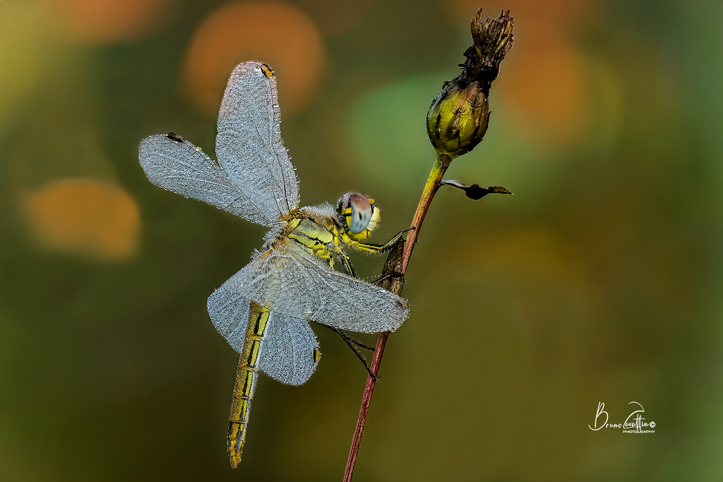 Sympetrum-Fonscolombii