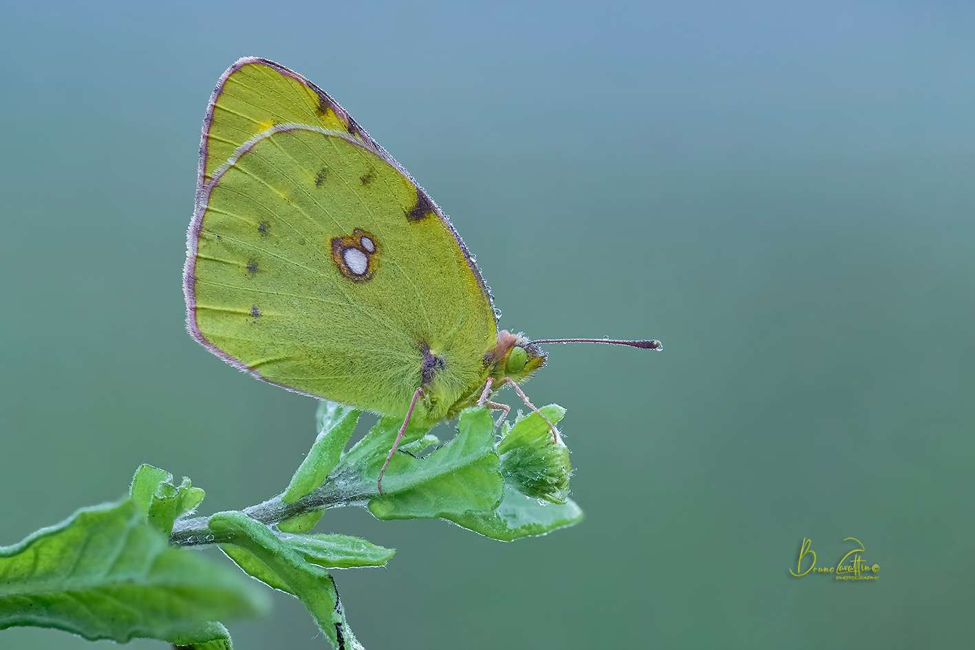Colias croceus