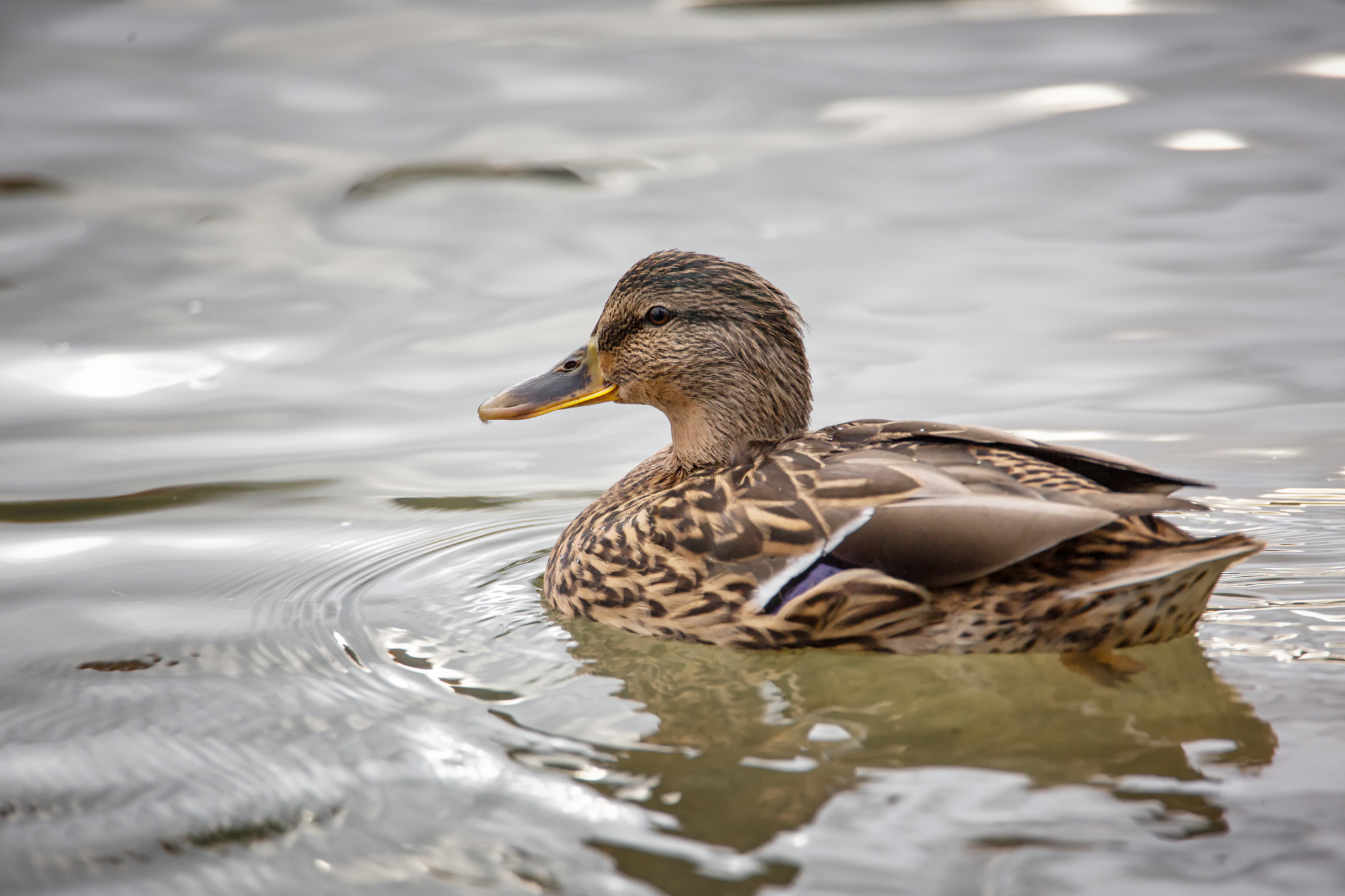 Germano reale femmina
