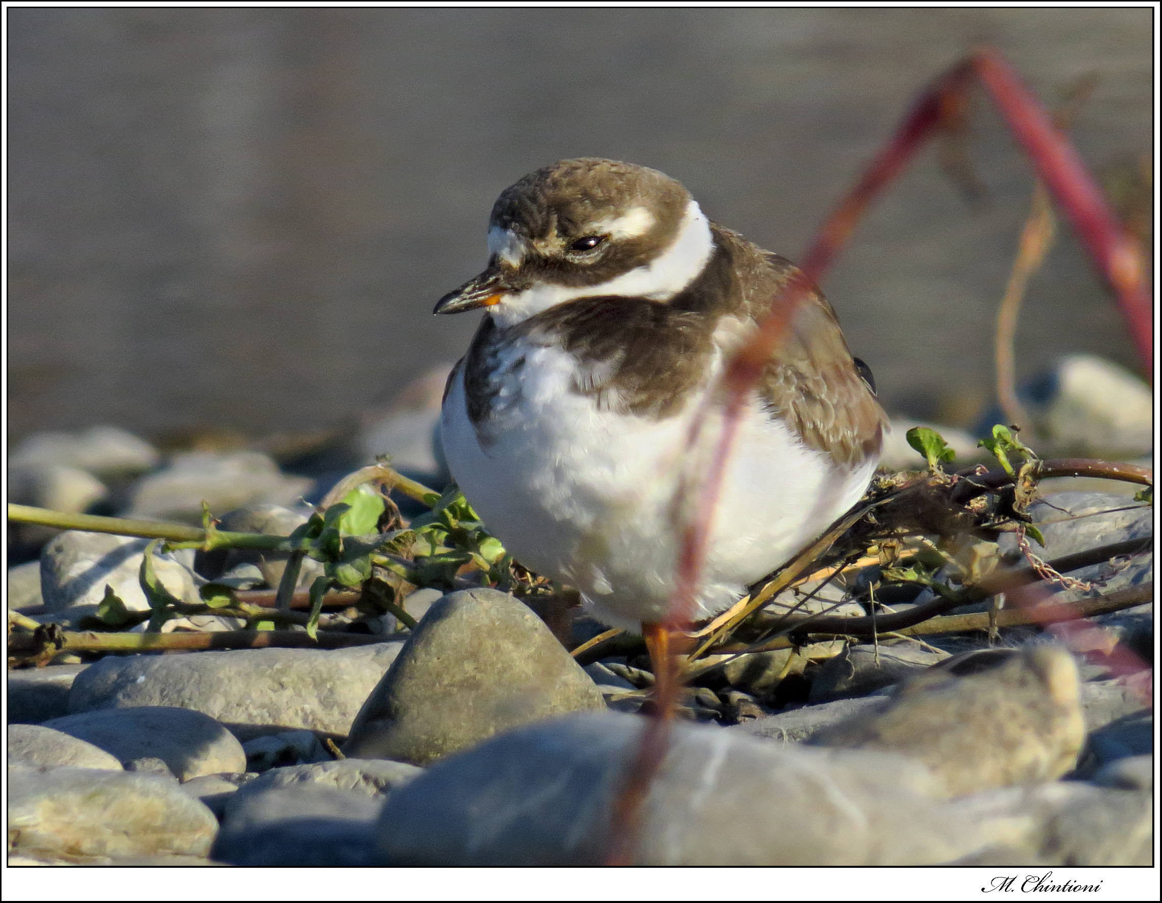 Corriere Grosso Juv ???