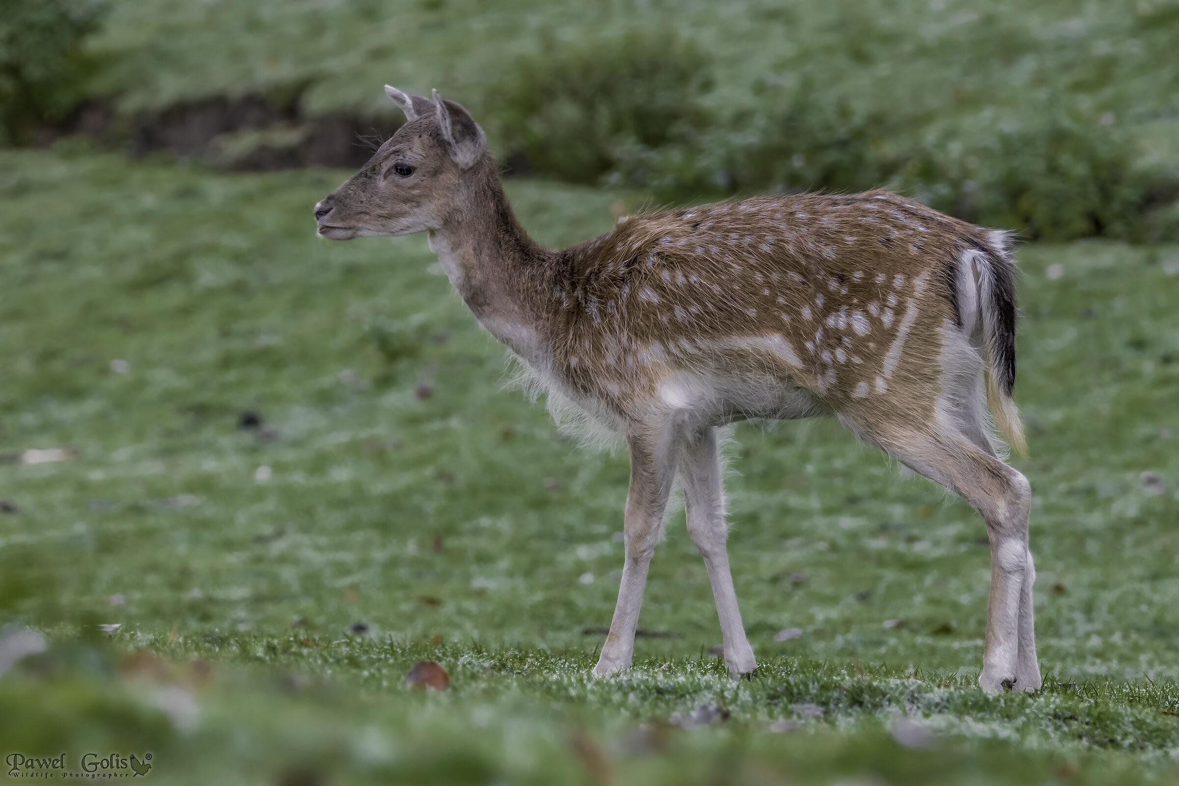 Cervo fallow (Dama dama)