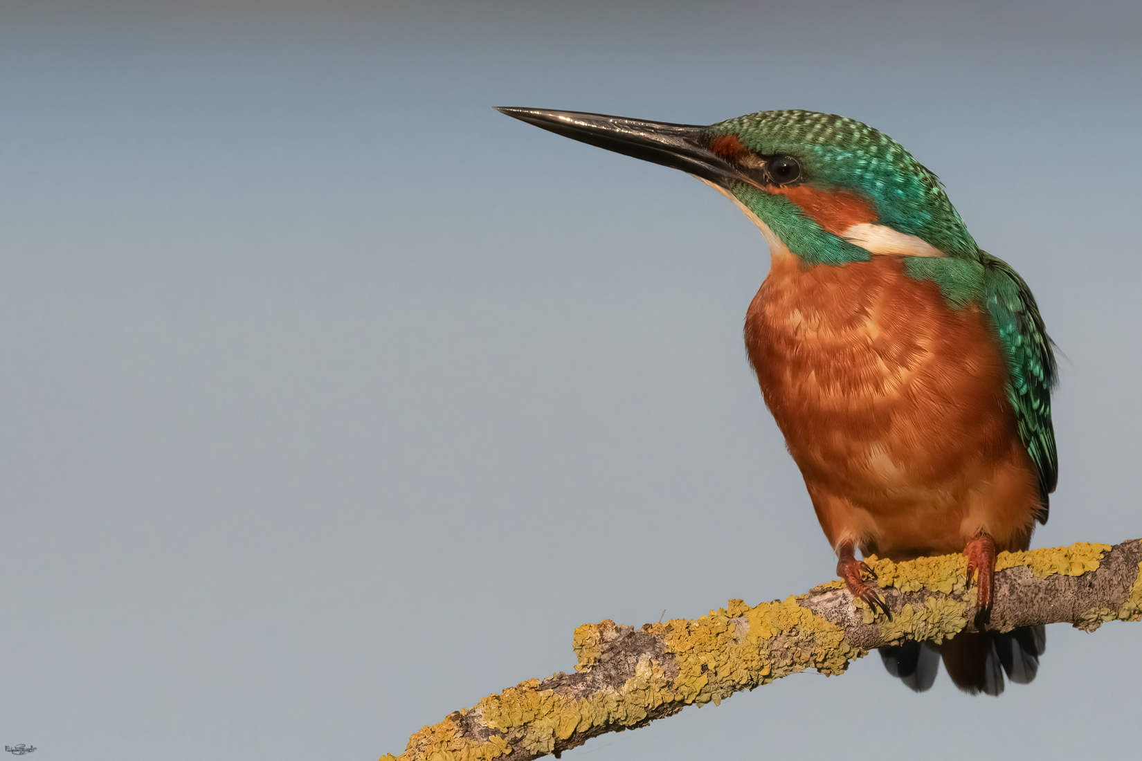 Kingfisher