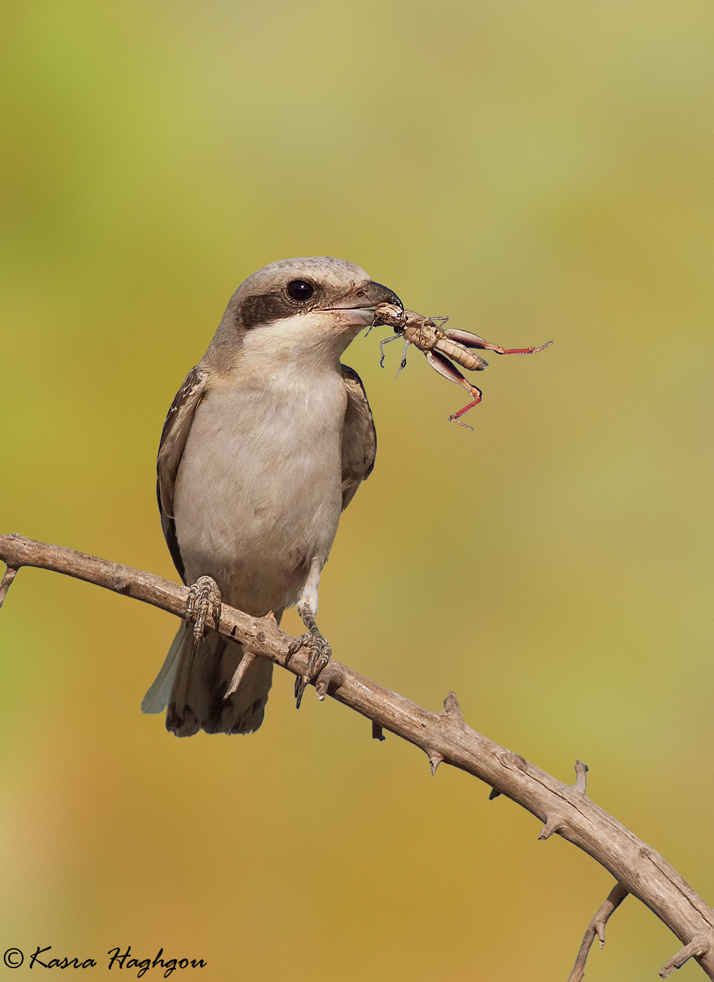 Grande stridulo grigio ( esomotore Lanius)