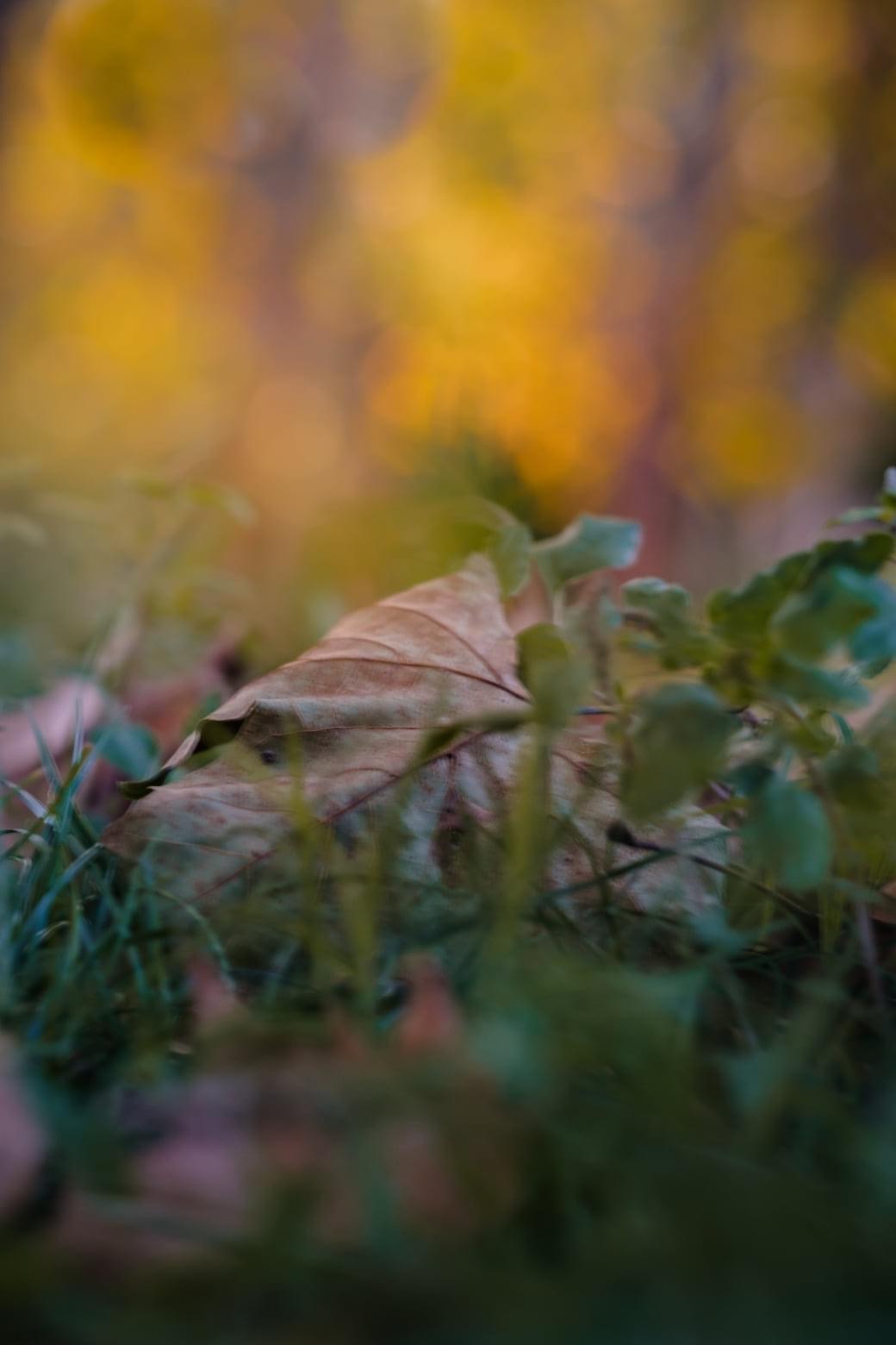 Autumn Blur
