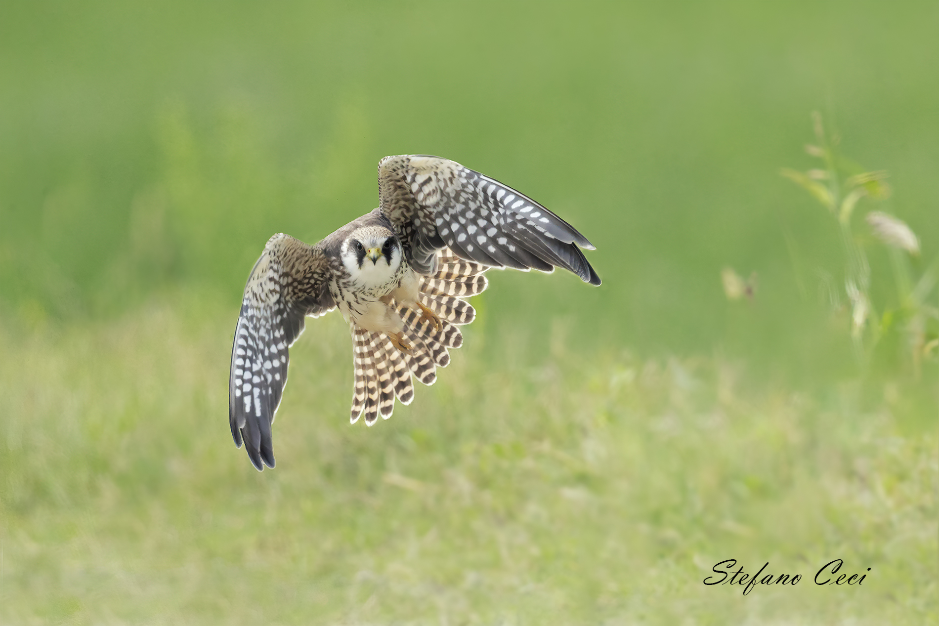 Falco Cuculo esemplare giovane