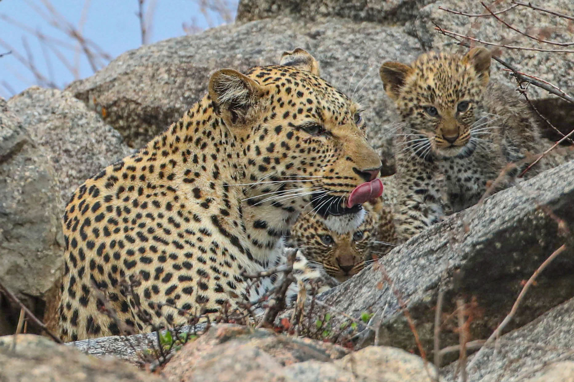 Serengeti-Seronera est: leopardo femmina con cuccioli