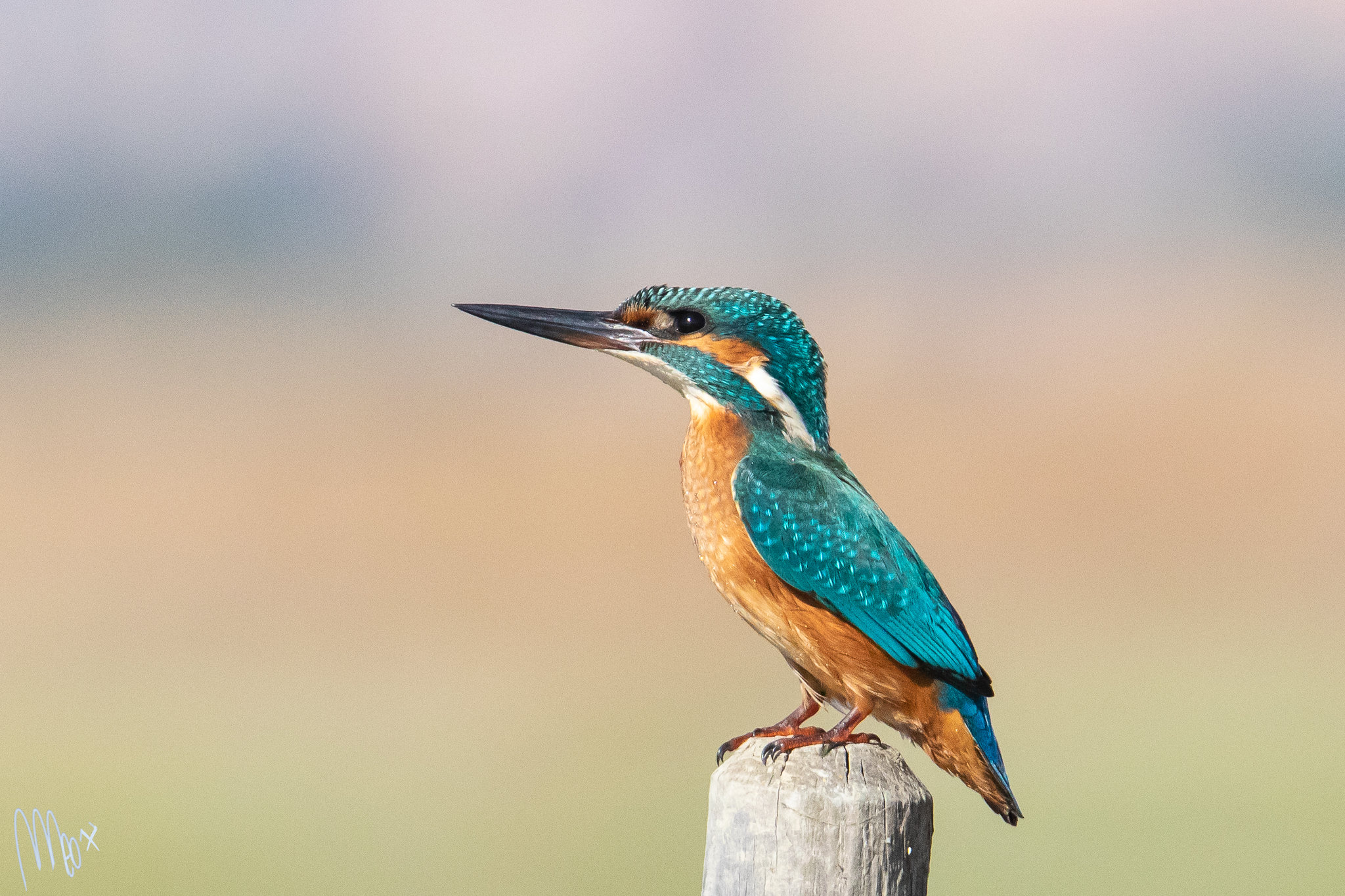 Kingfisher