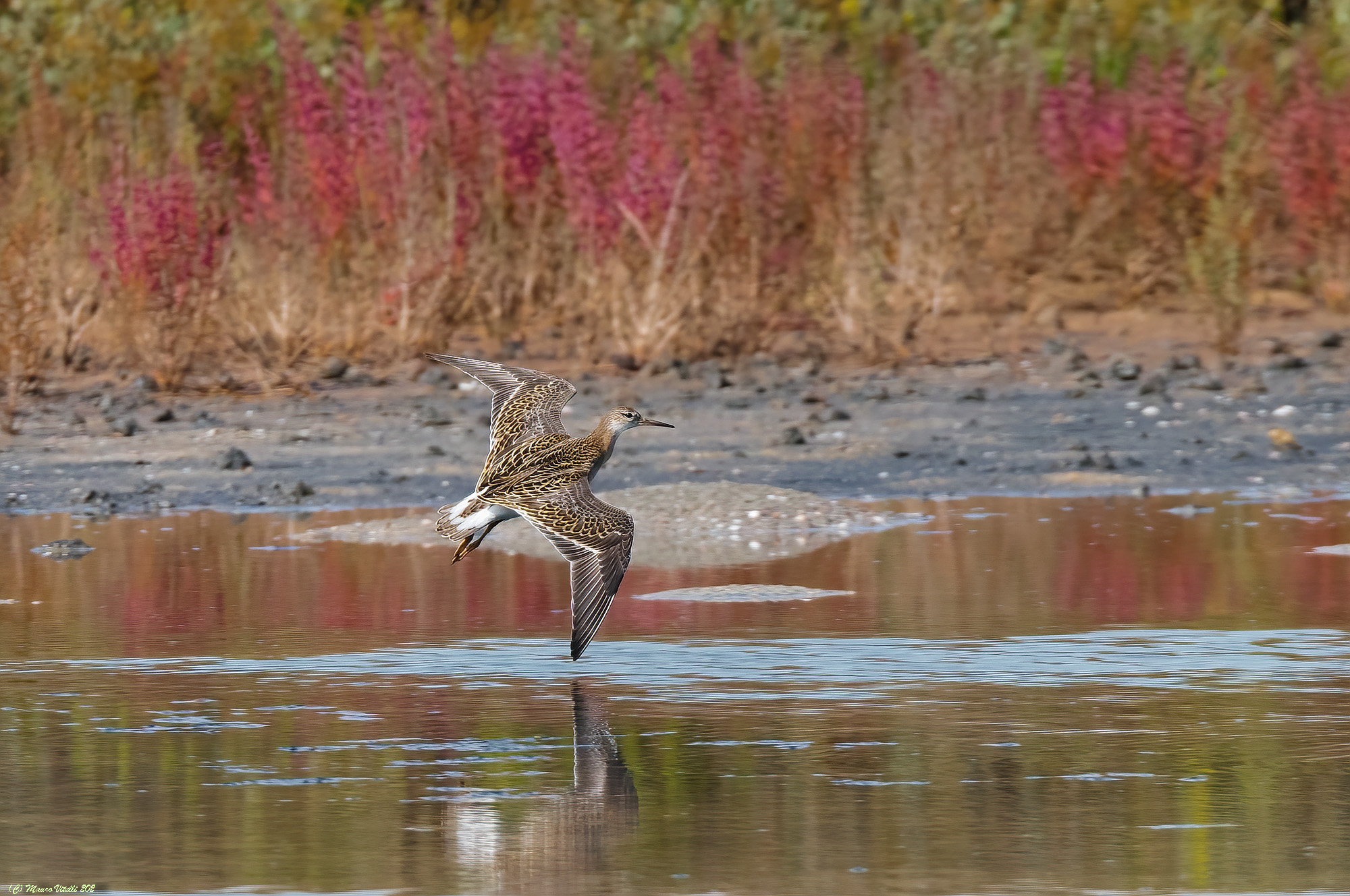 Fighter (Philomachus dagnax)