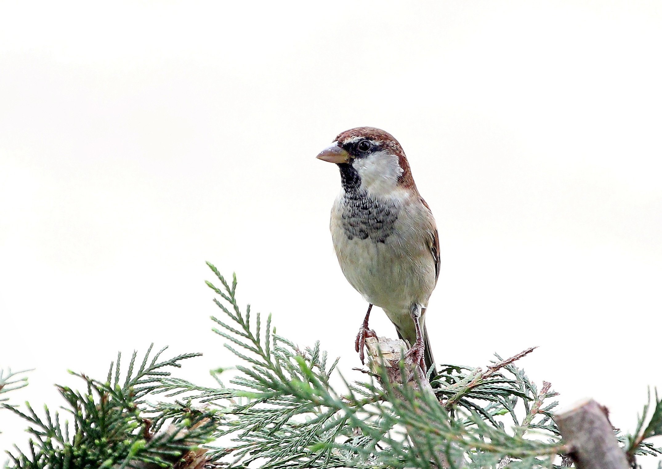 Passera d'Italia da dietro i vetri