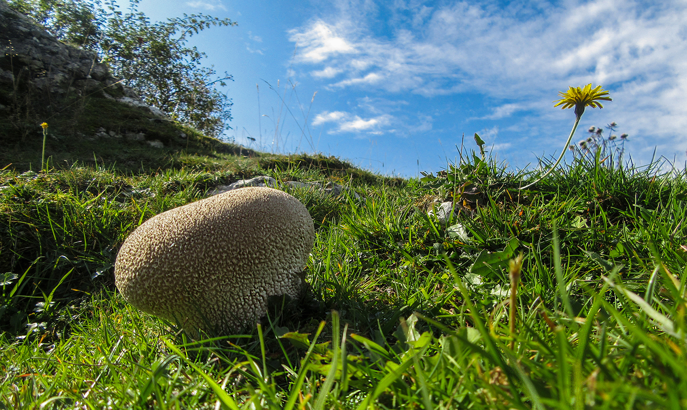 Sembrava un sasso!!!