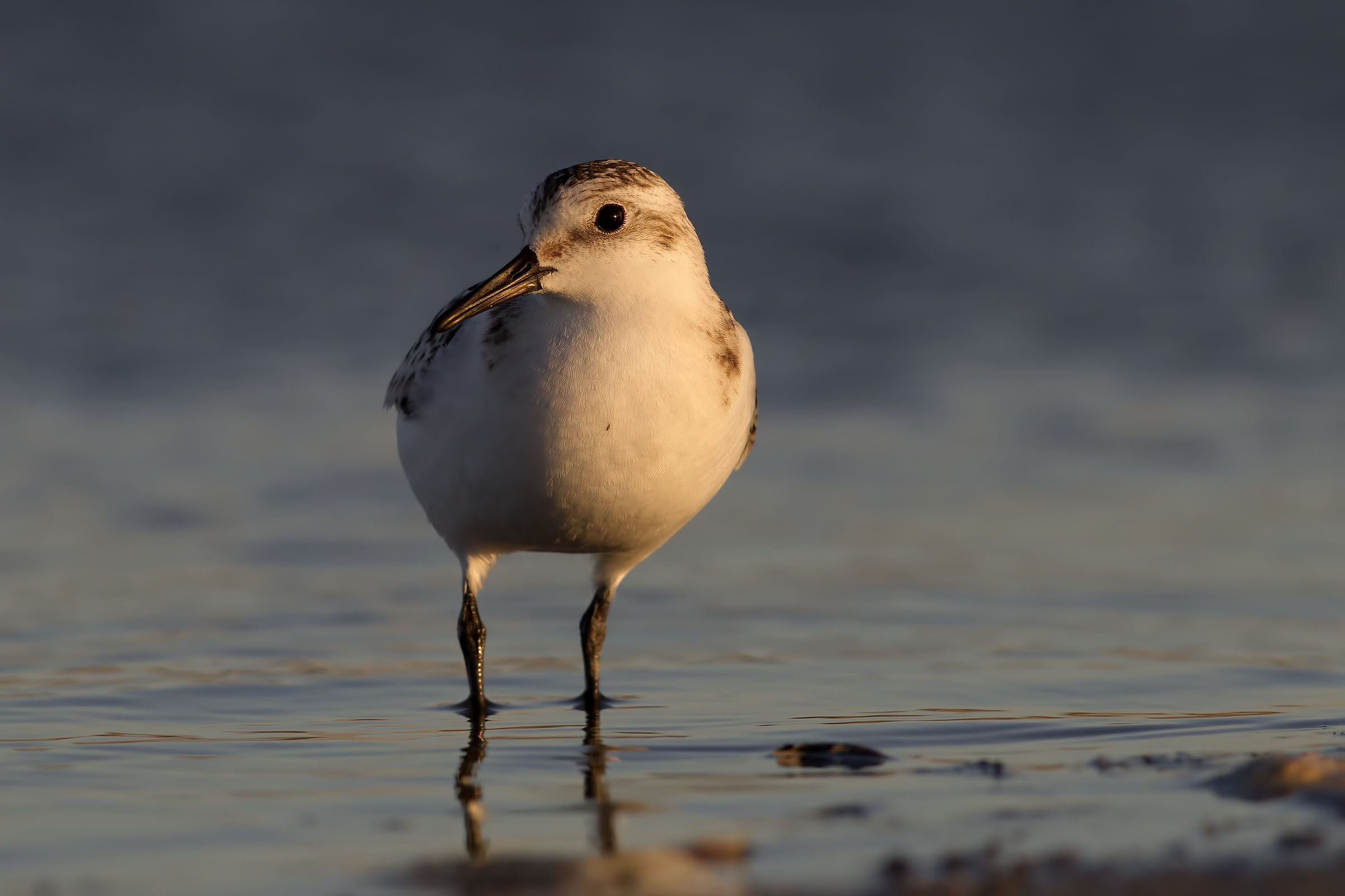 Triridate piovanello