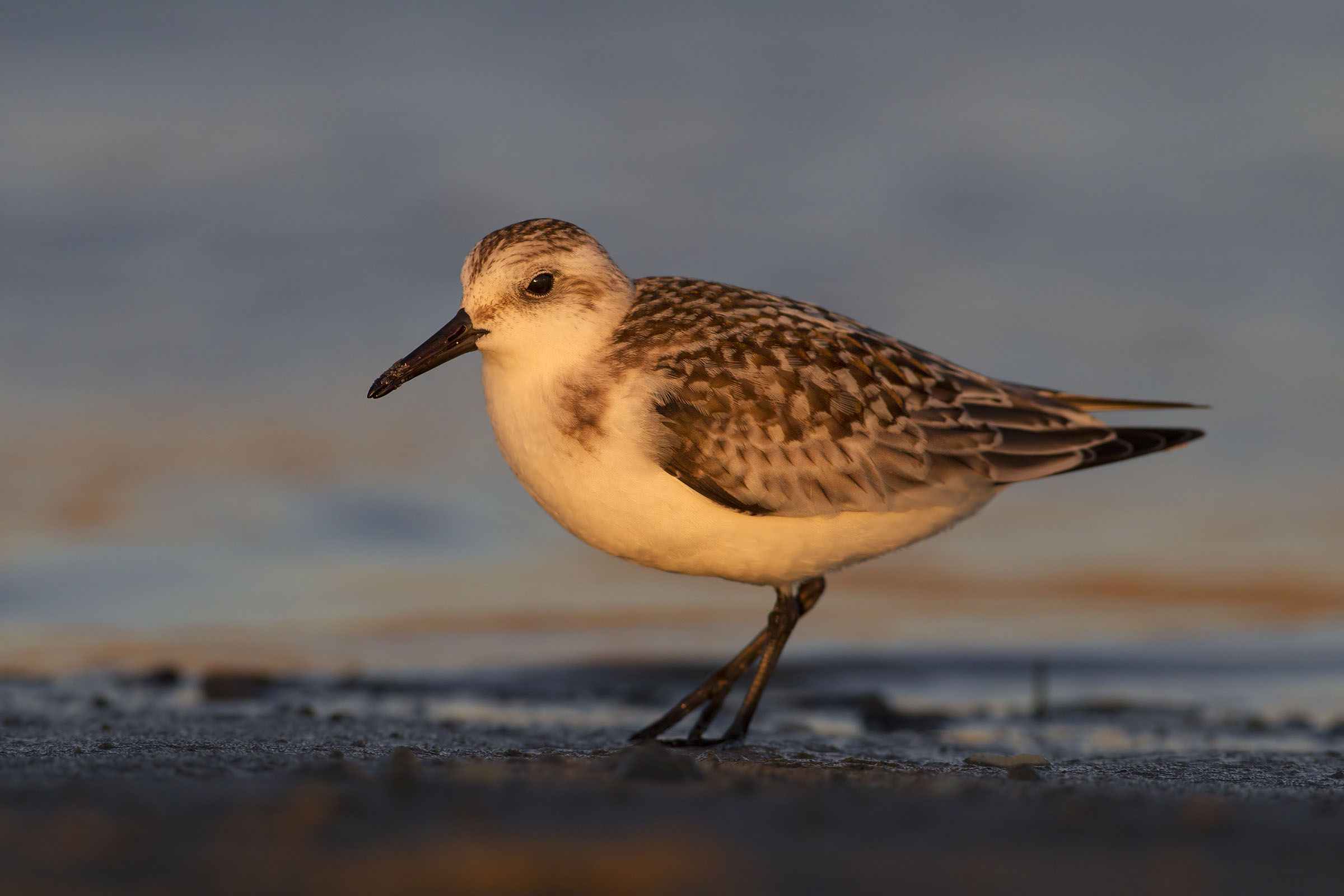 Triridate piovanello